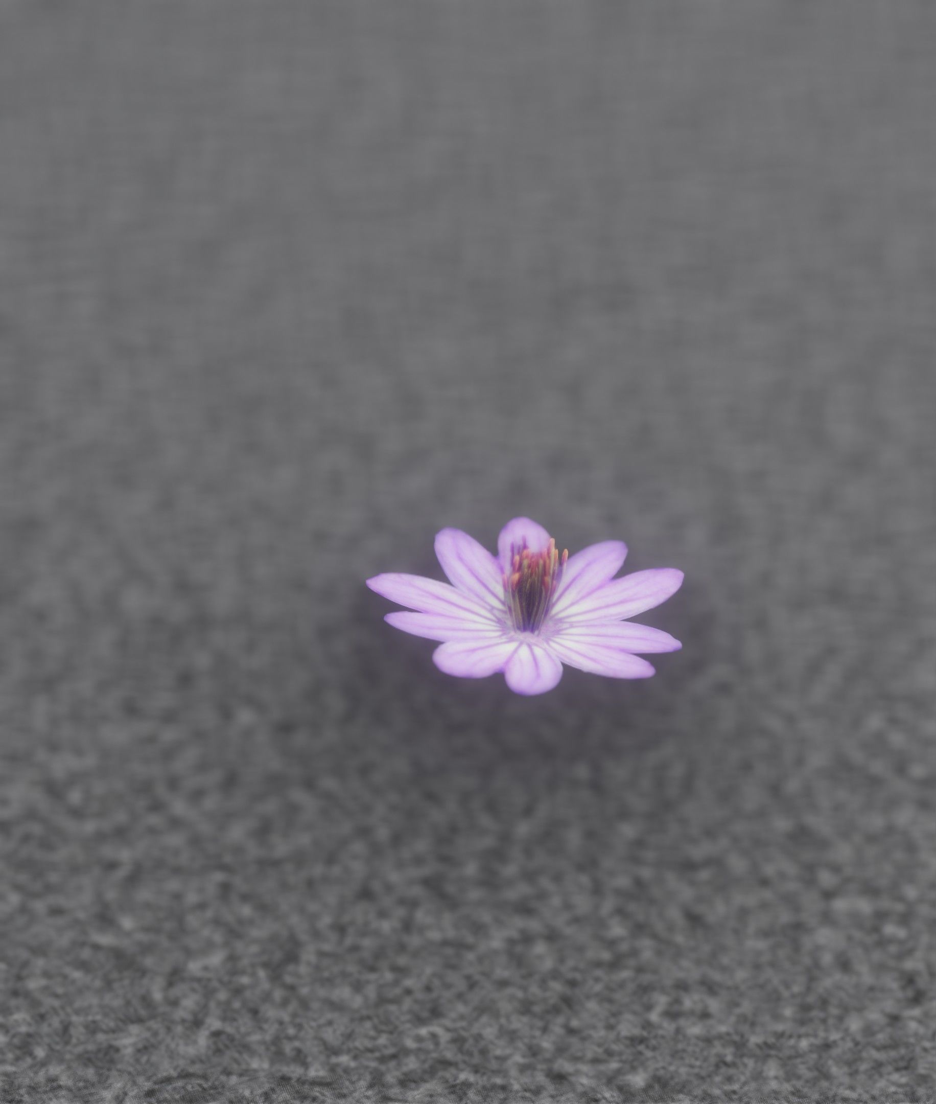 Violet Flower Blossom Version 7 - Object 34 Low-poly 3D model_18