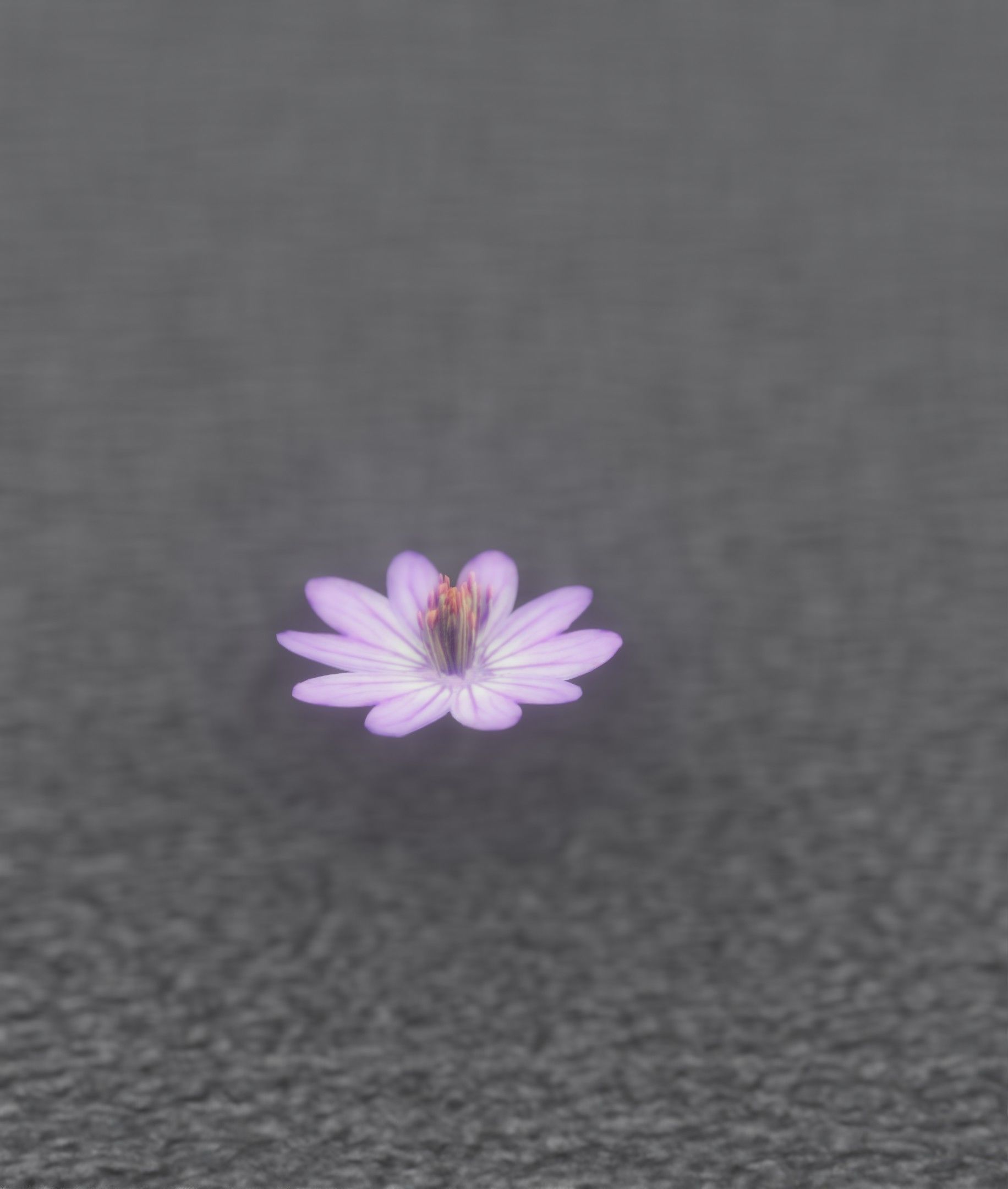 Violet Flower Blossom Version 7 - Object 34 Low-poly 3D model_21