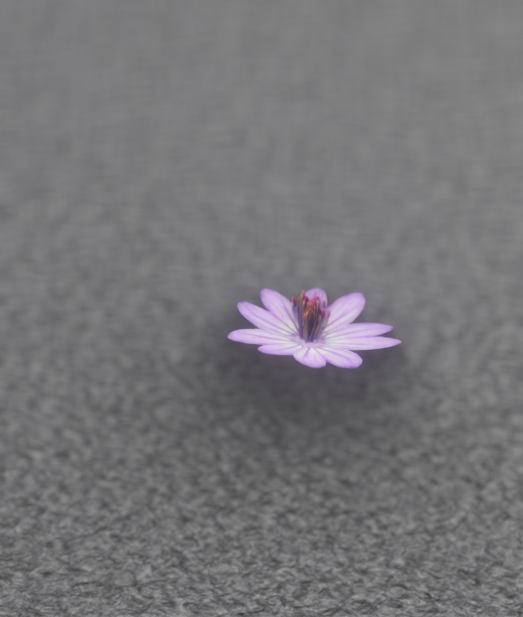 Violet Flower Blossom Version 7 - Object 34 Low-poly 3D model_17