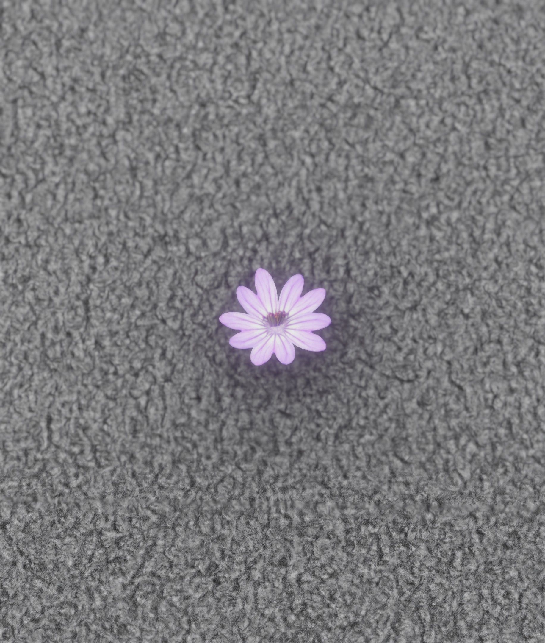 Violet Flower Blossom Version 7 - Object 34 Low-poly 3D model_40