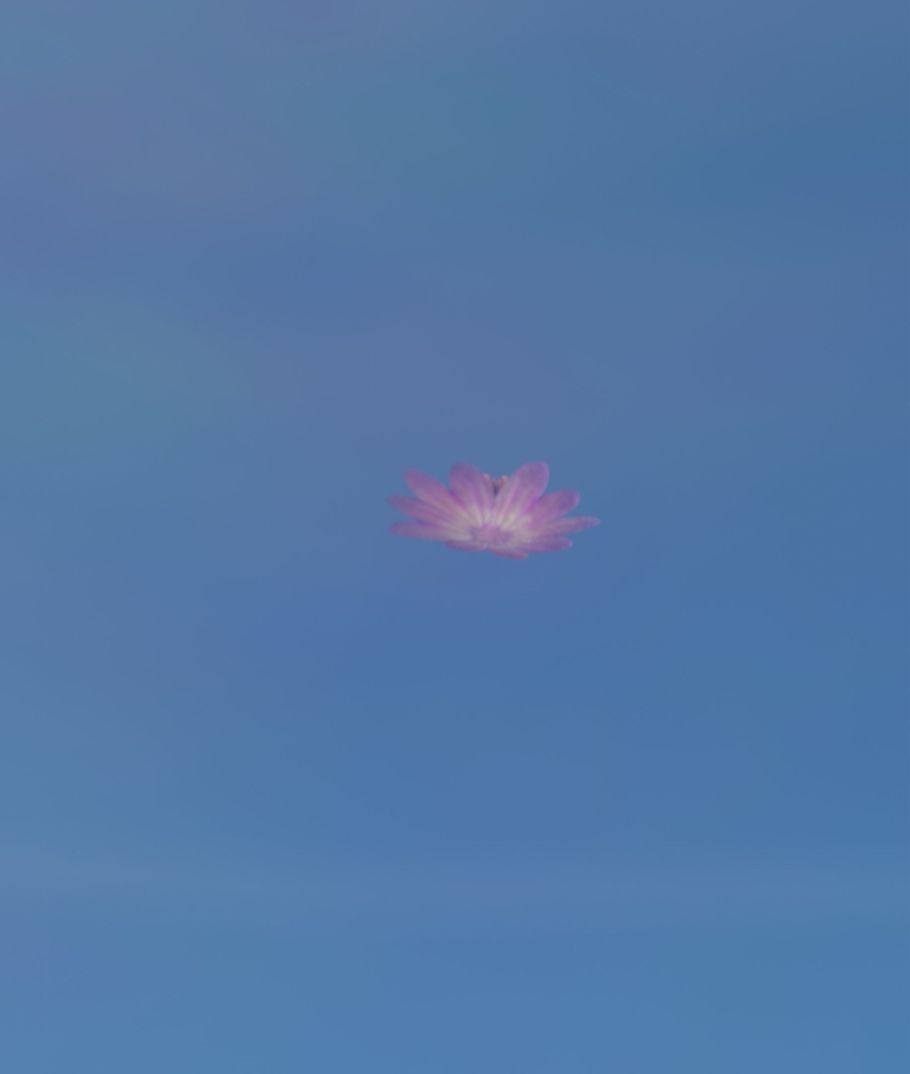 Violet Flower Blossom Version 7 - Object 34 Low-poly 3D model_5