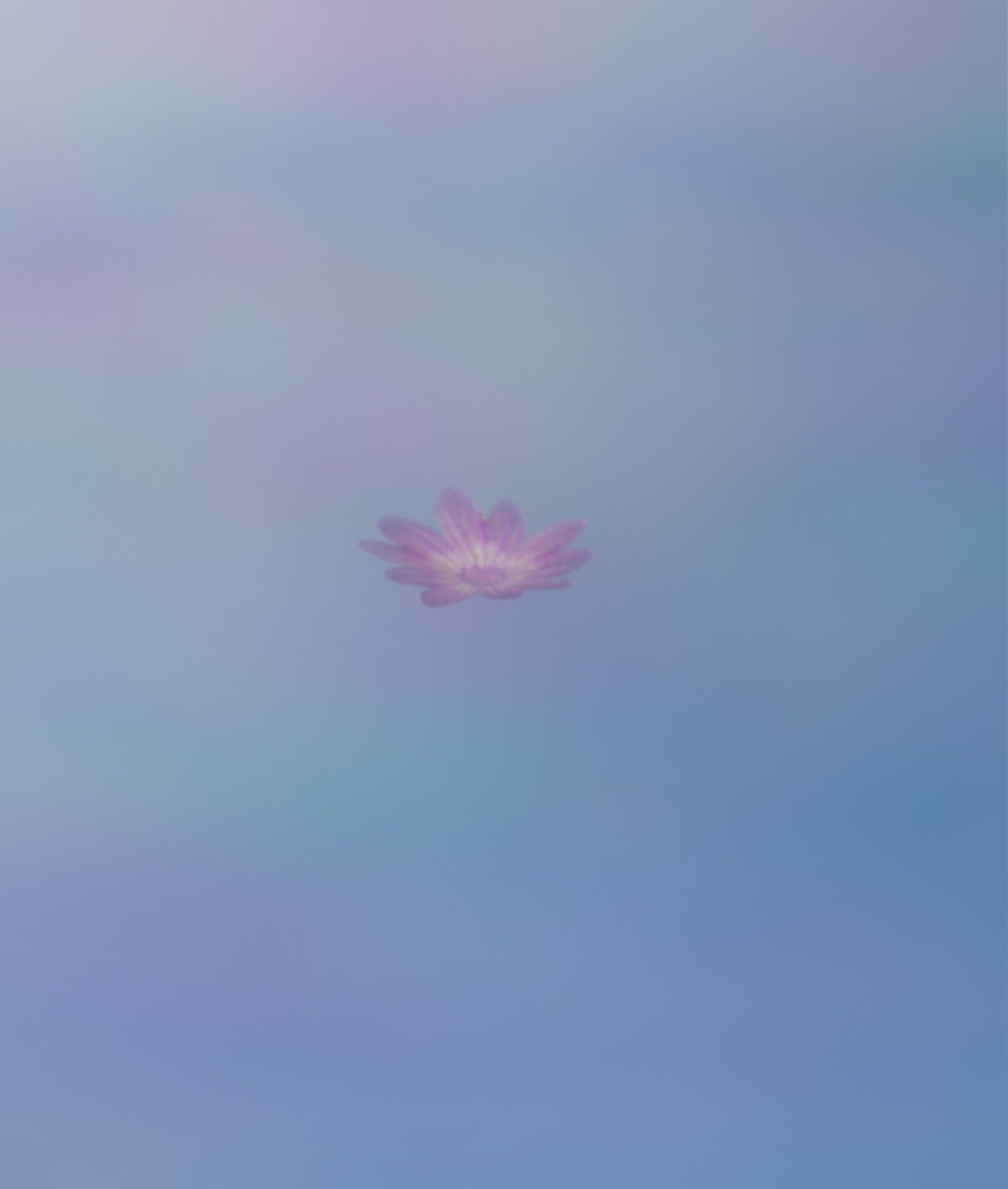 Violet Flower Blossom Version 7 - Object 34 Low-poly 3D model_7