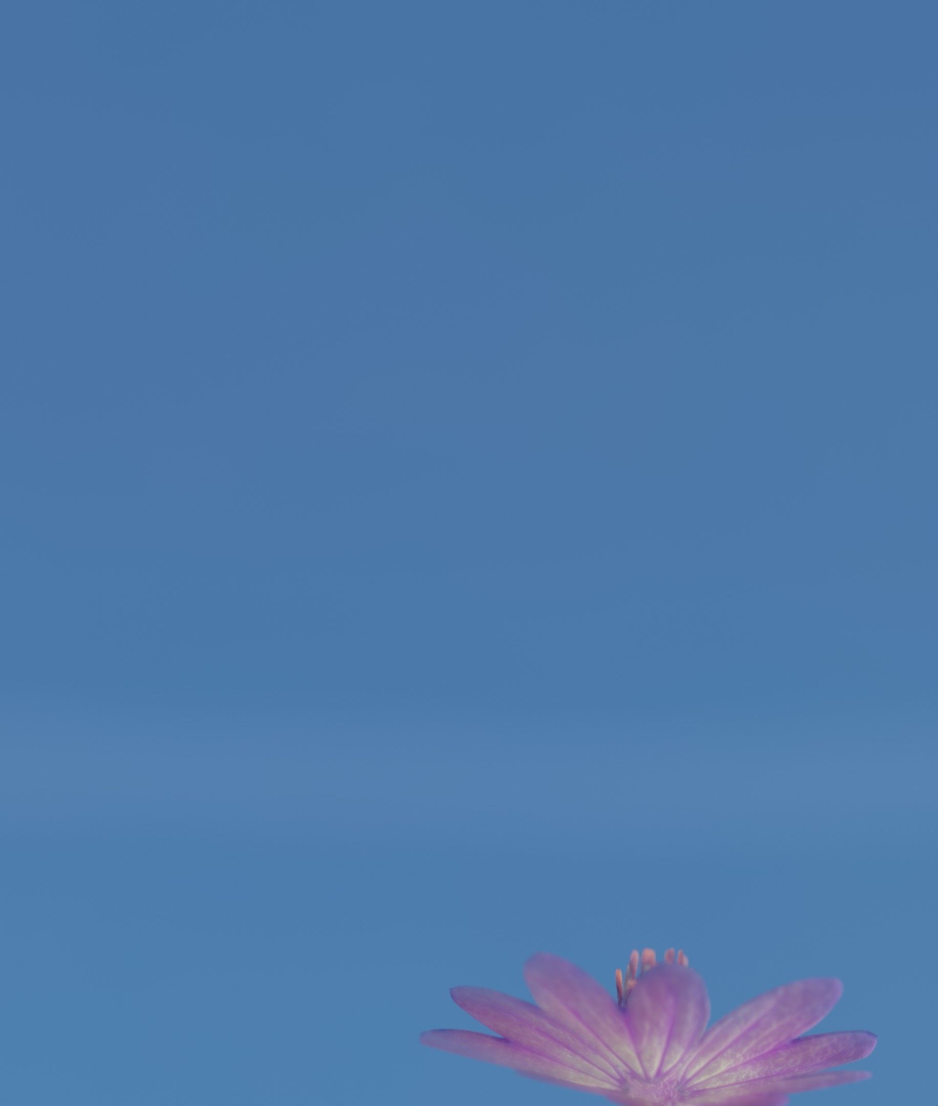 Violet Flower Blossom Version 7 - Object 34 Low-poly 3D model_49