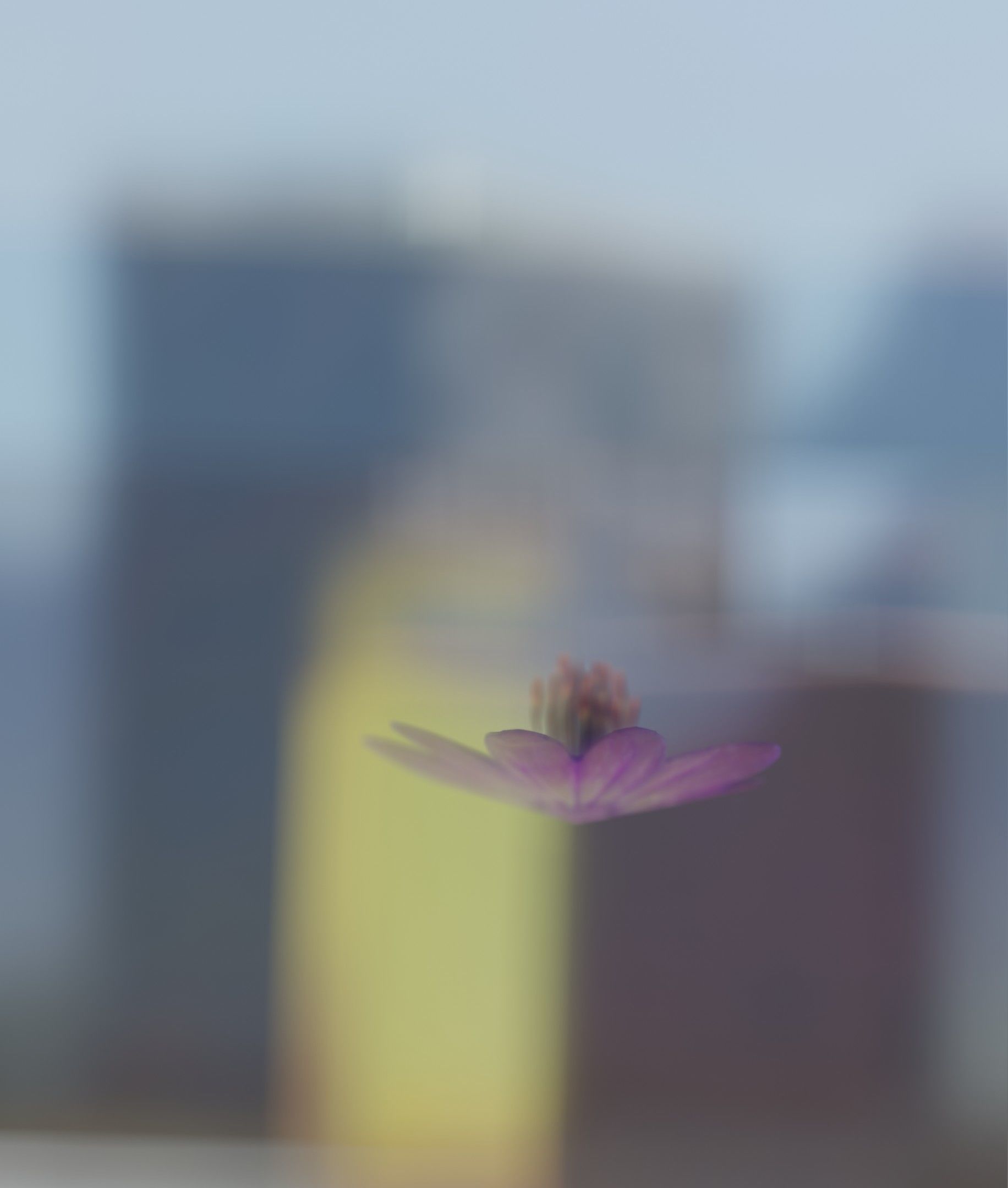 Violet Flower Blossom Version 7 - Object 34 Low-poly 3D model_28