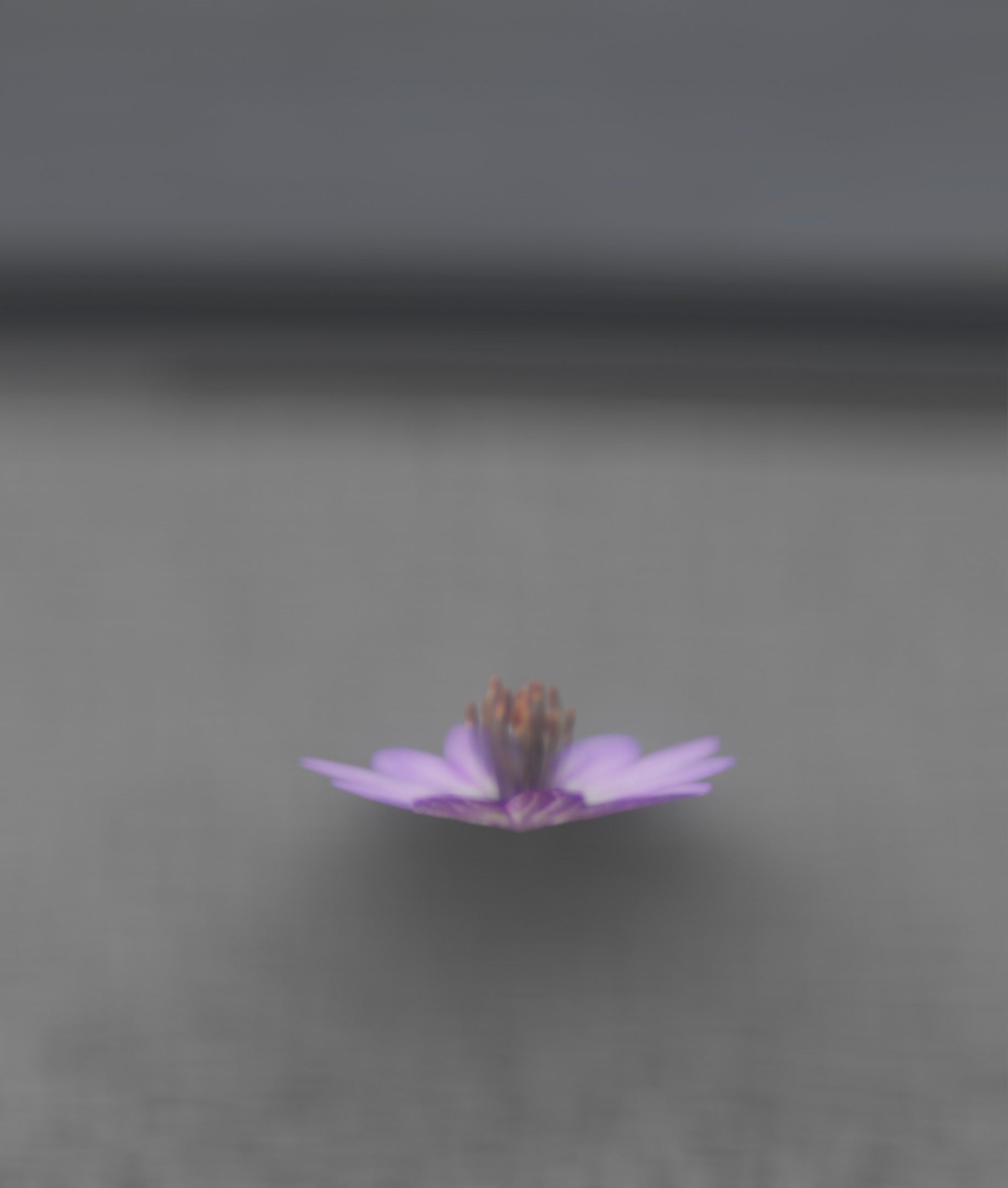 Violet Flower Blossom Version 7 - Object 34 Low-poly 3D model_25