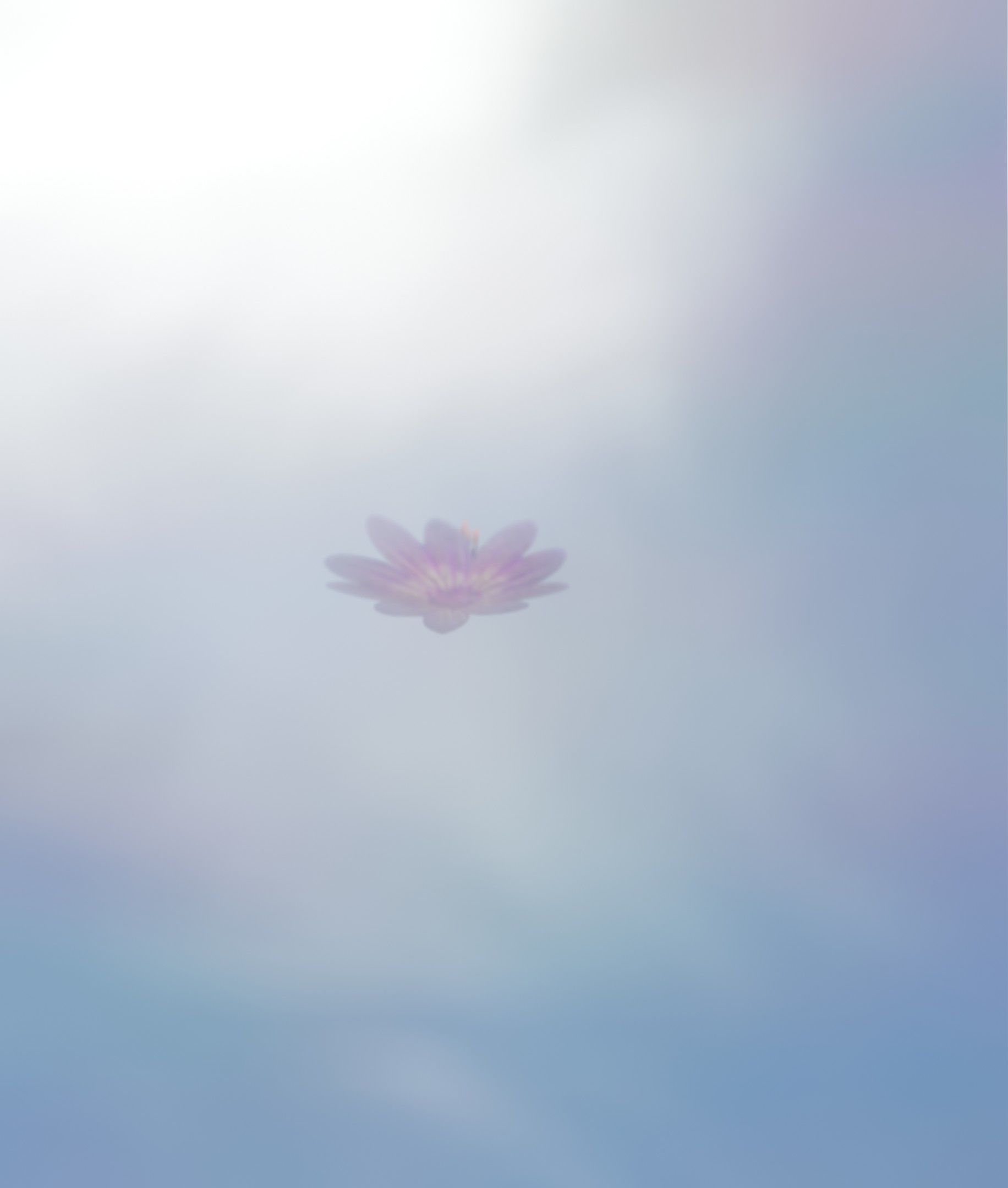 Violet Flower Blossom Version 7 - Object 34 Low-poly 3D model_8