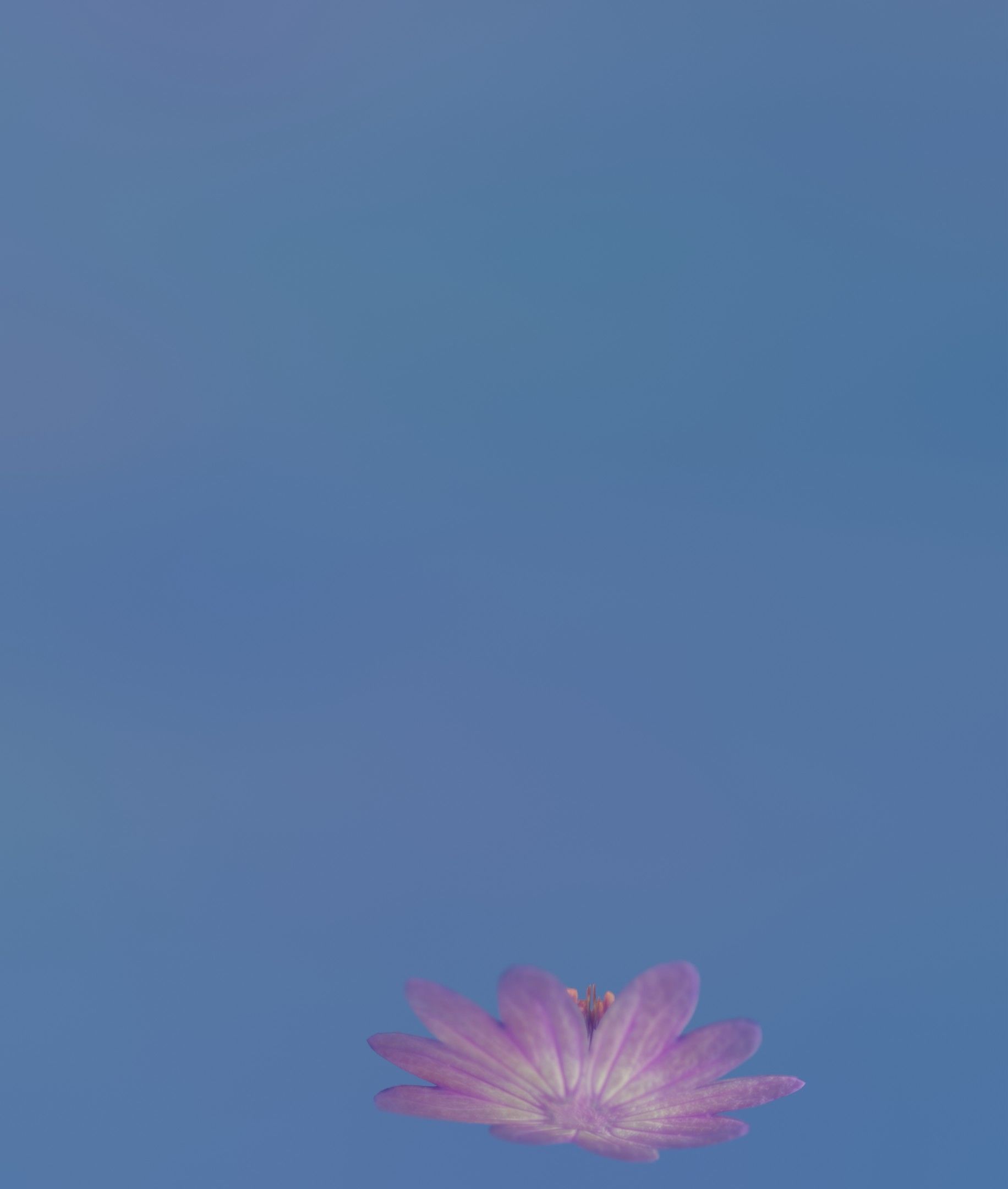 Violet Flower Blossom Version 7 - Object 34 Low-poly 3D model_50