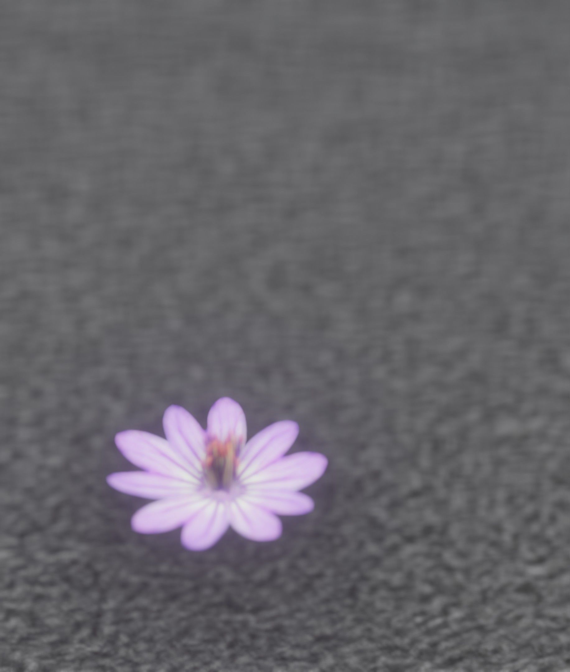 Violet Flower Blossom Version 7 - Object 34 Low-poly 3D model_34