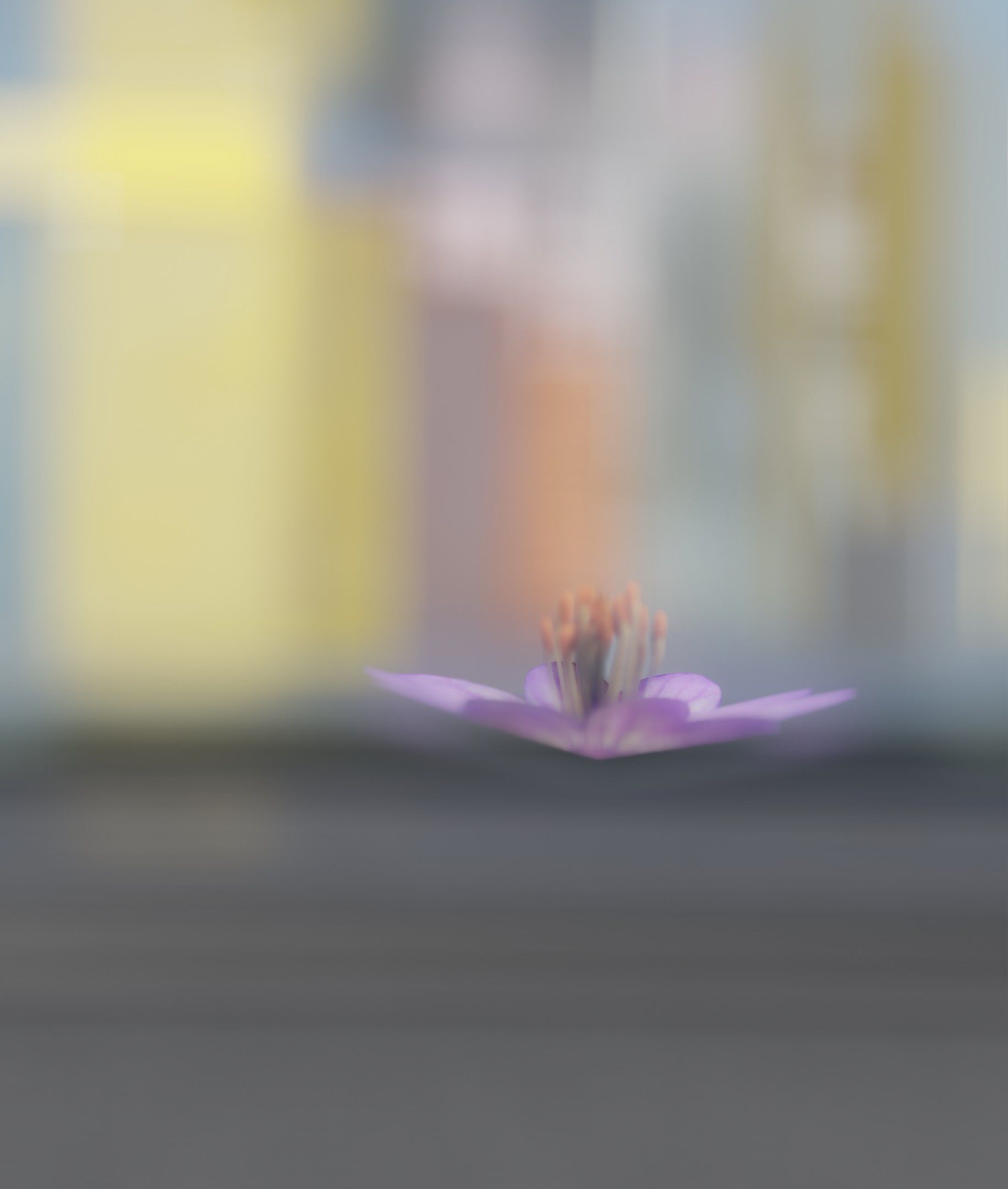 Violet Flower Blossom Version 7 - Object 34 Low-poly 3D model_32