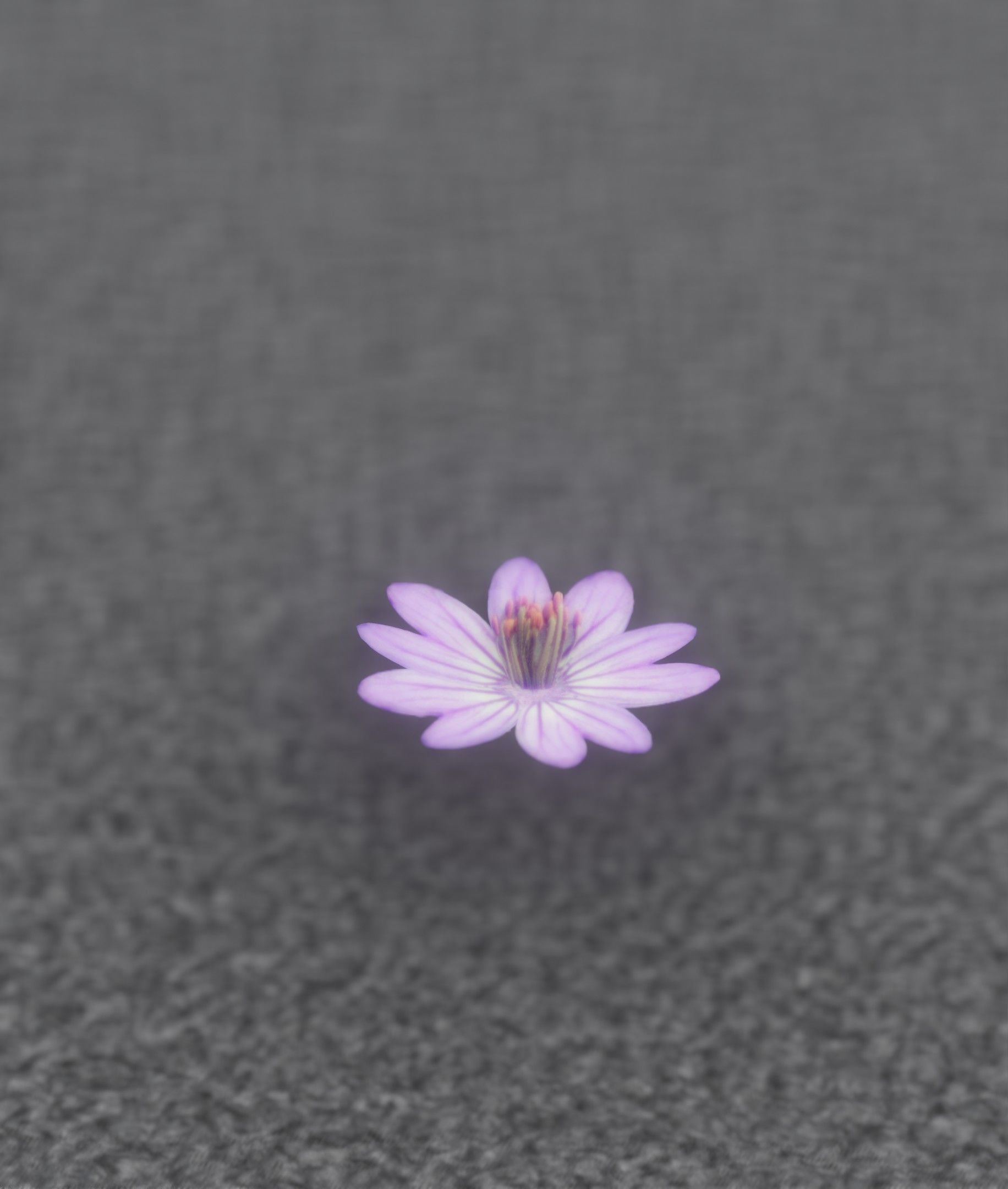 Violet Flower Blossom Version 7 - Object 34 Low-poly 3D model_19