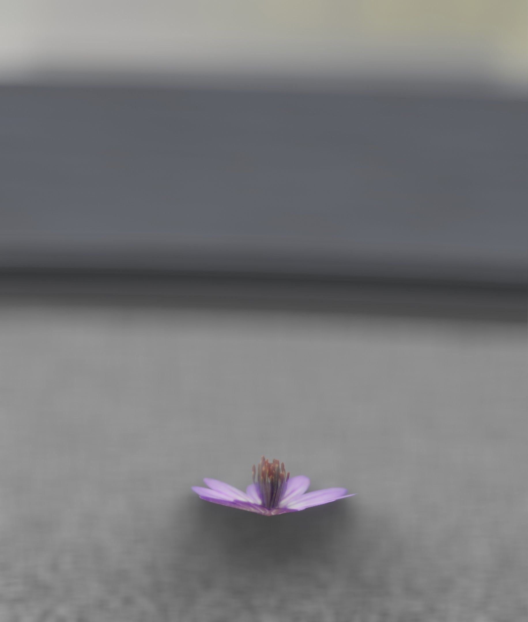 Violet Flower Blossom Version 7 - Object 34 Low-poly 3D model_15