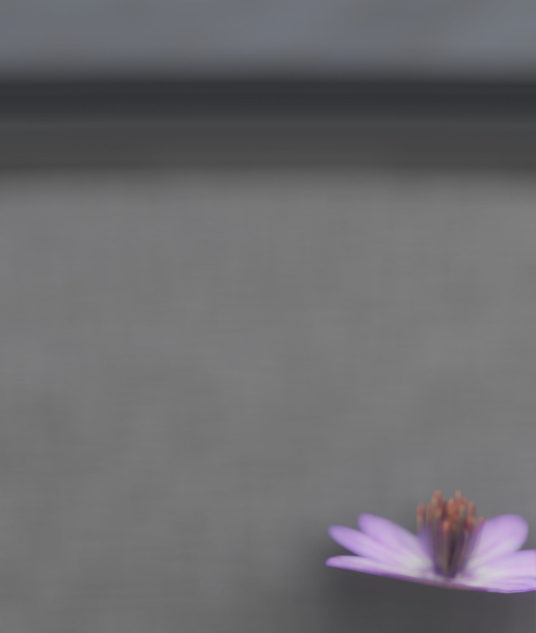 Violet Flower Blossom Version 7 - Object 34 Low-poly 3D model_47