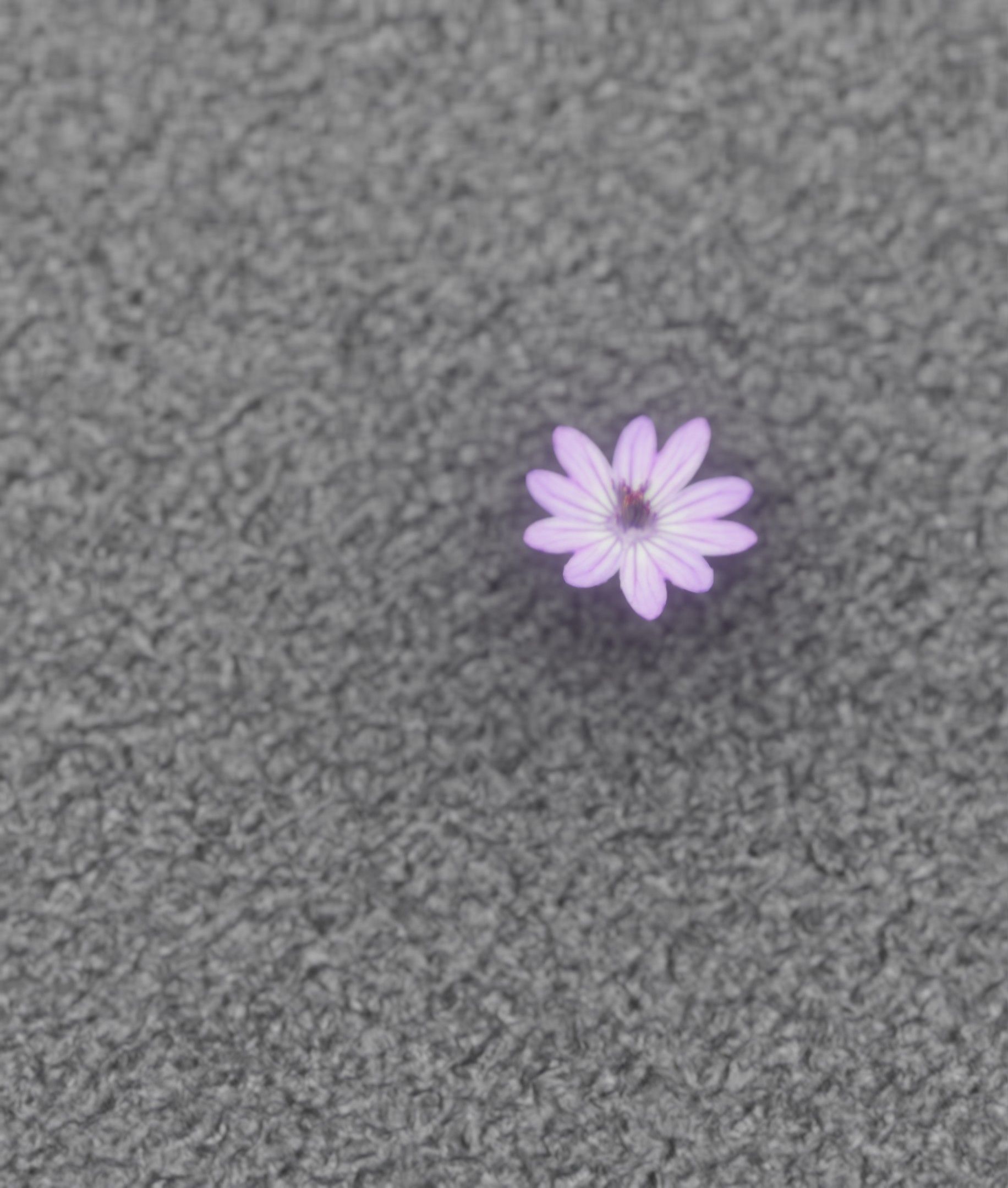 Violet Flower Blossom Version 7 - Object 34 Low-poly 3D model_43