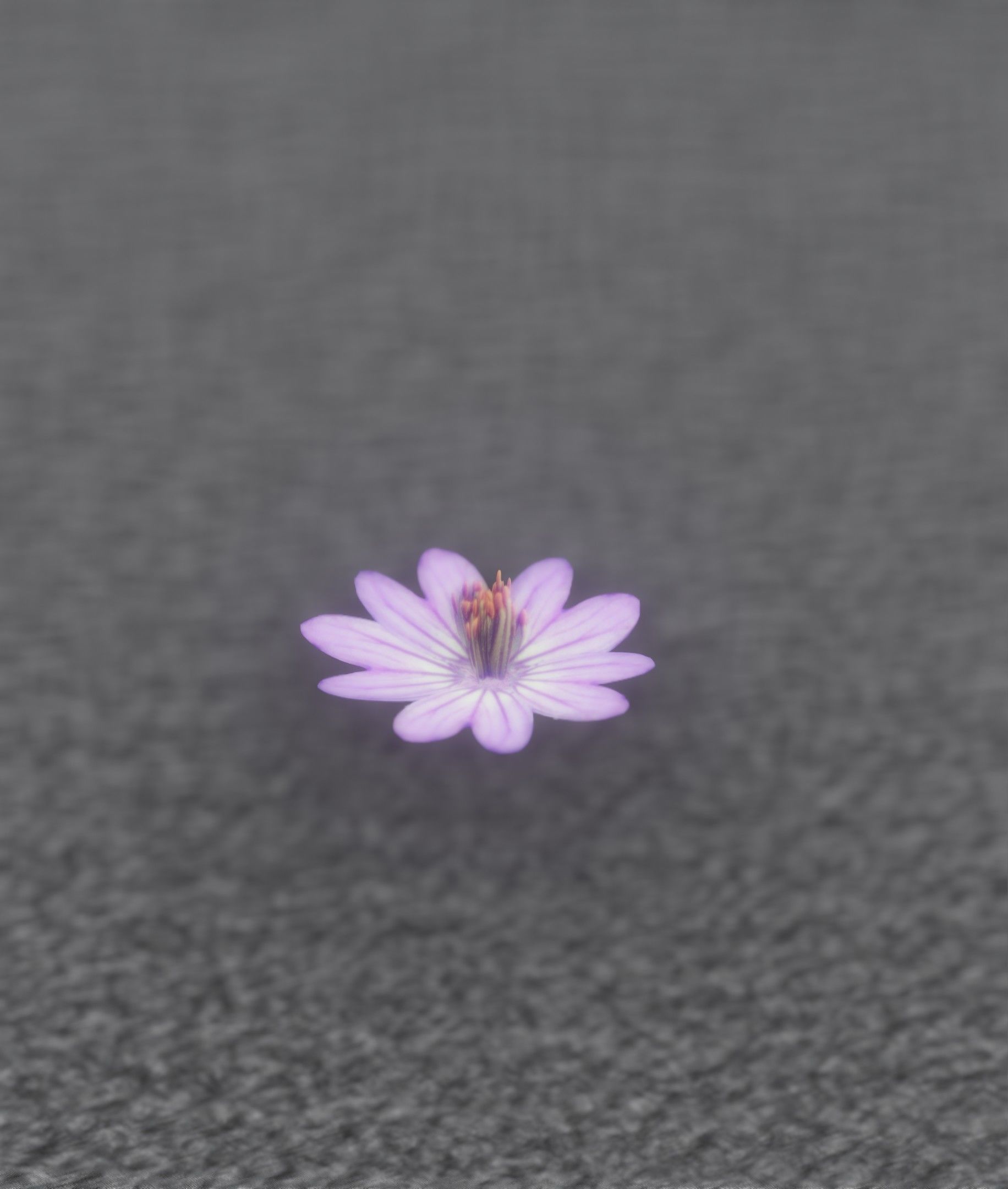 Violet Flower Blossom Version 7 - Object 34 Low-poly 3D model_20