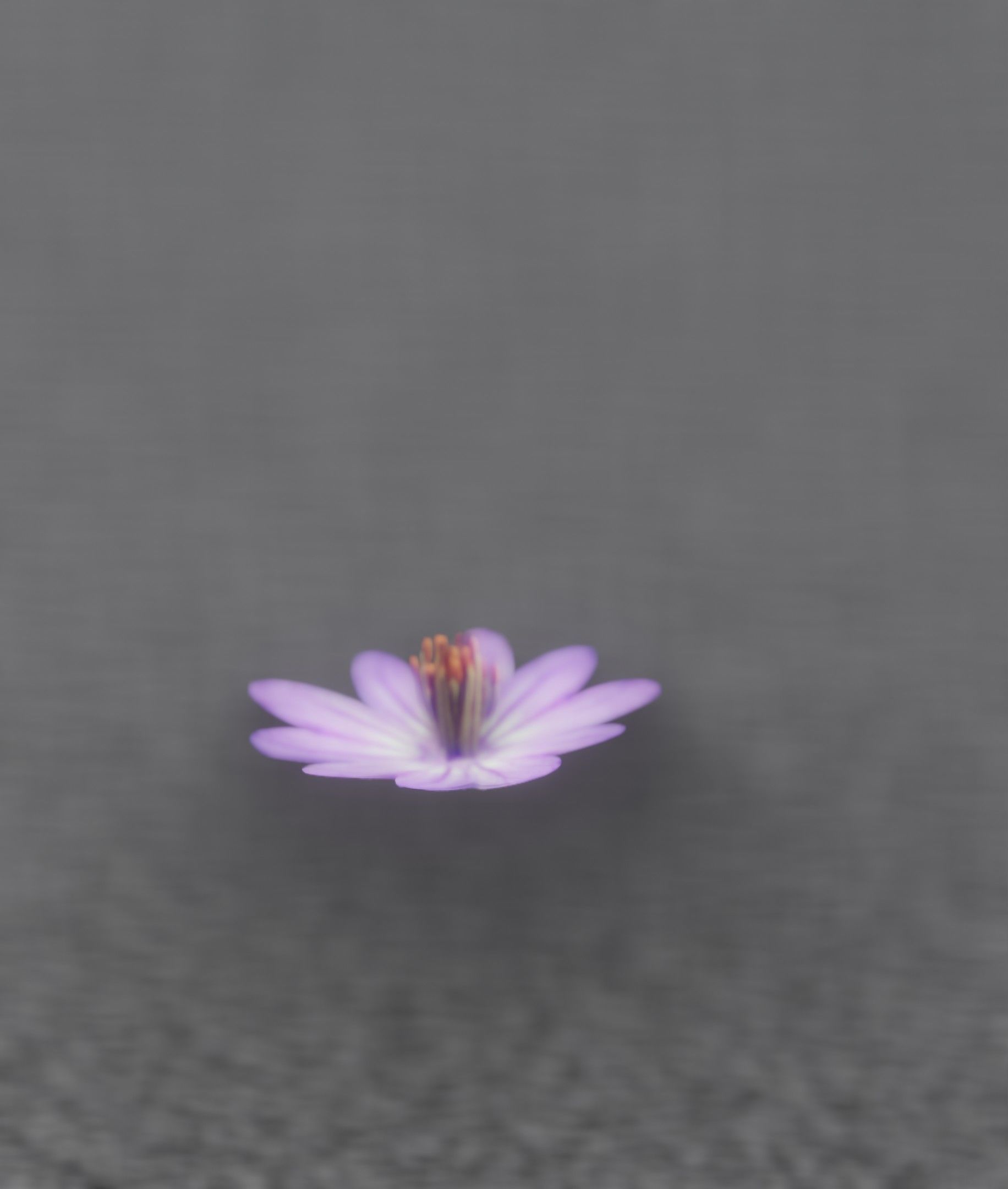 Violet Flower Blossom Version 7 - Object 34 Low-poly 3D model_23