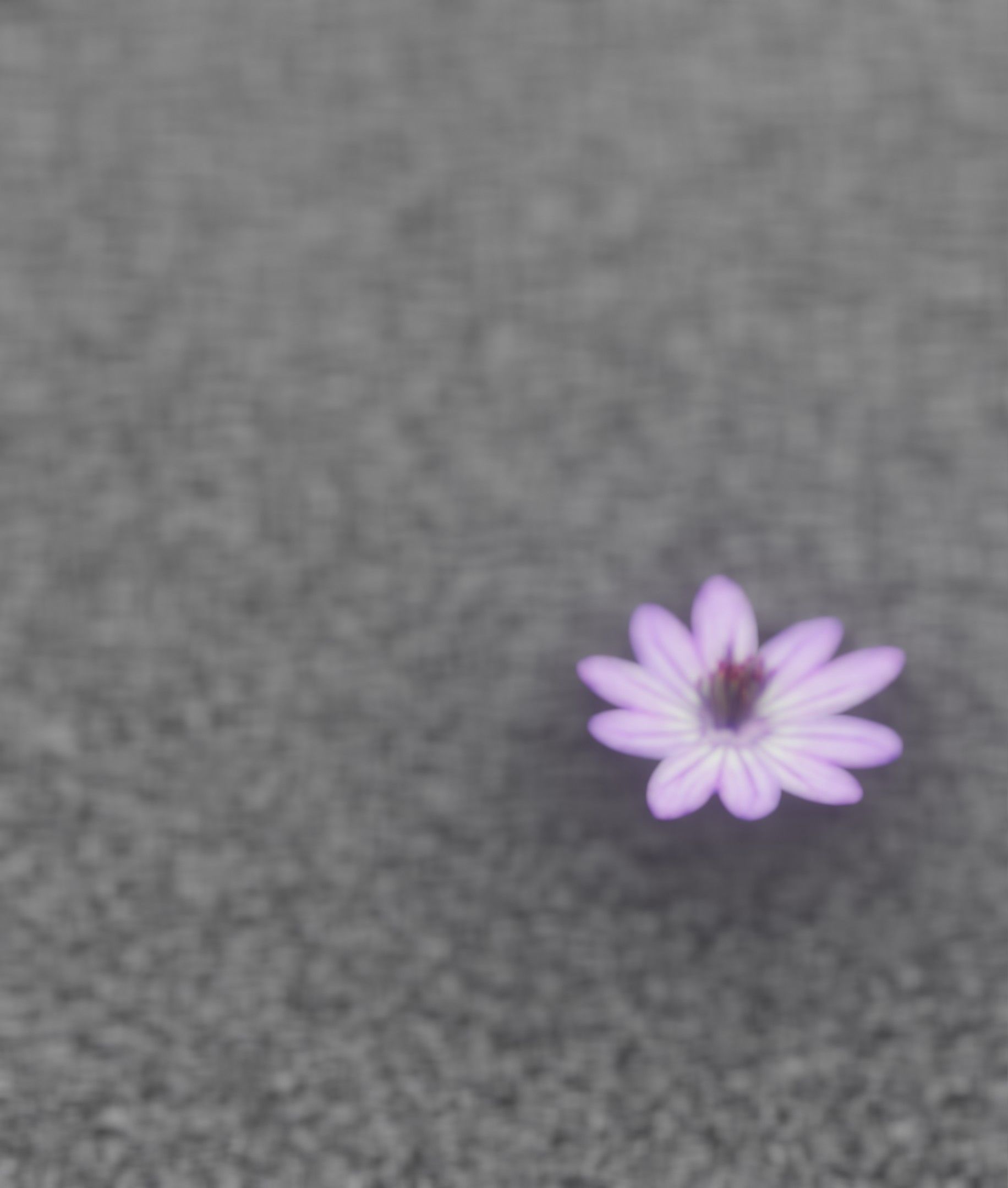 Violet Flower Blossom Version 7 - Object 34 Low-poly 3D model_45
