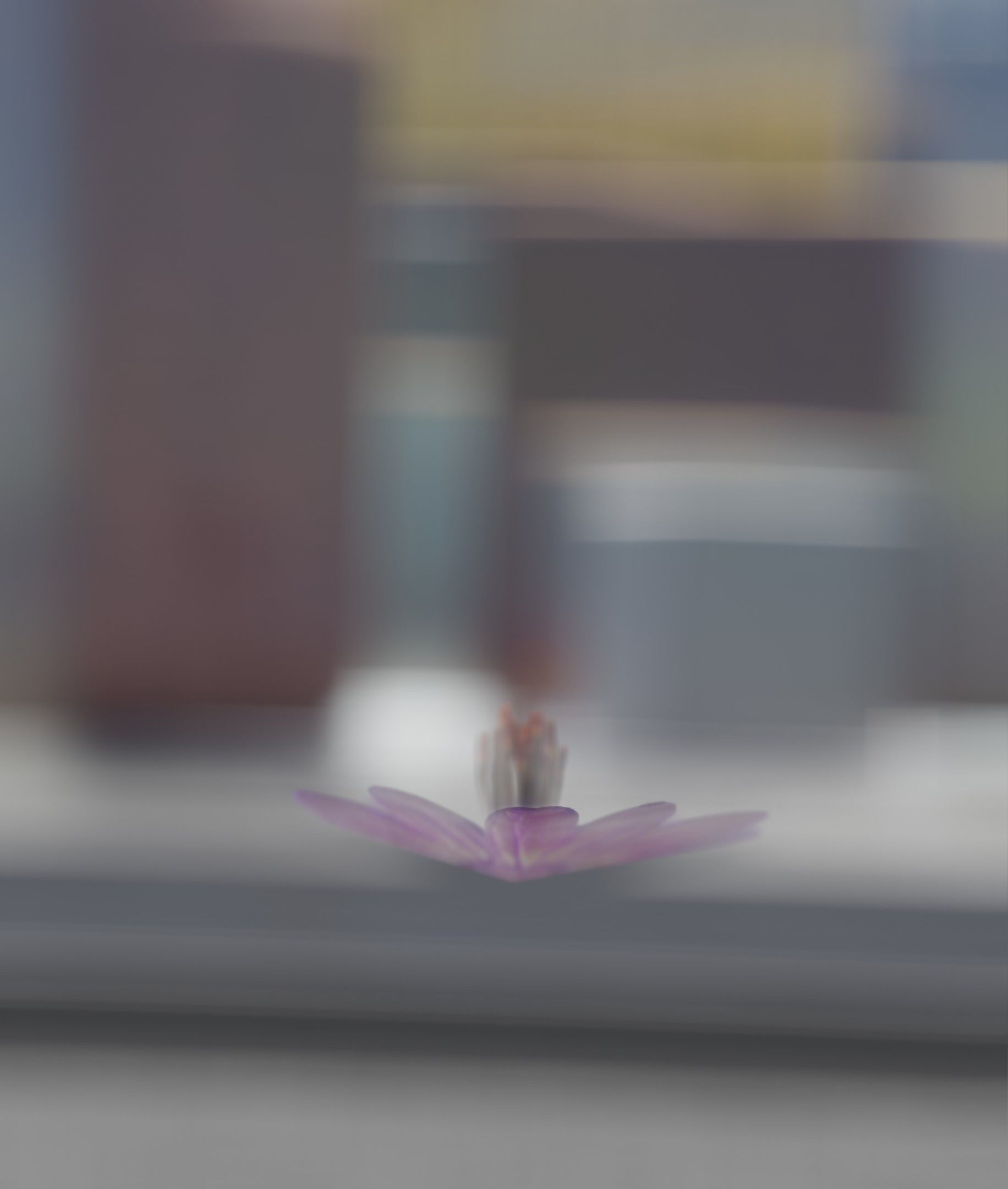 Violet Flower Blossom Version 7 - Object 34 Low-poly 3D model_27