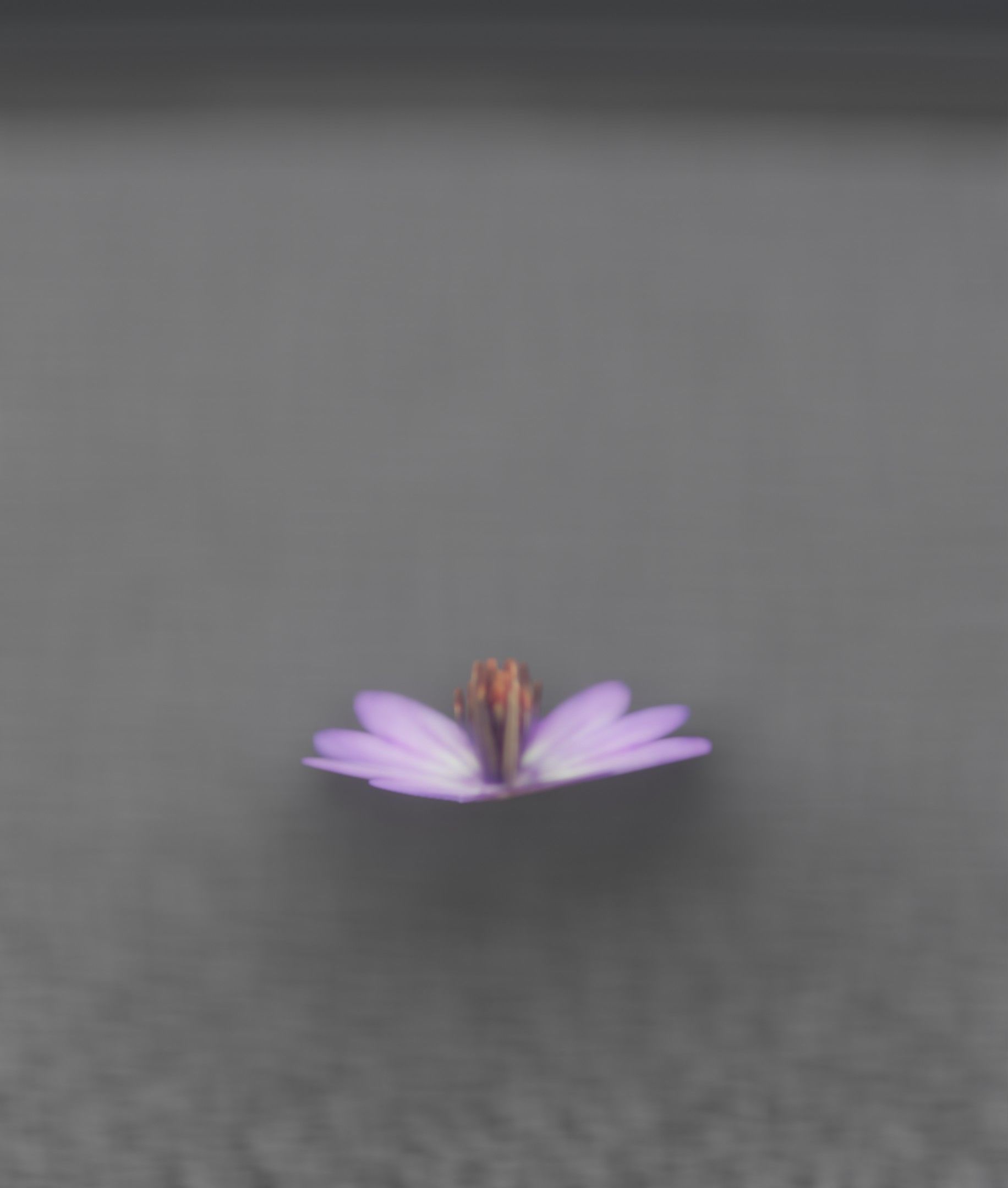 Violet Flower Blossom Version 7 - Object 34 Low-poly 3D model_24