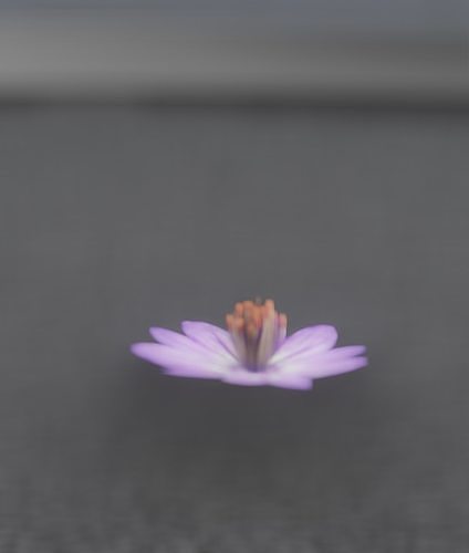 Violet Flower Blossom Version 7 - Object 34 Low-poly 3D model