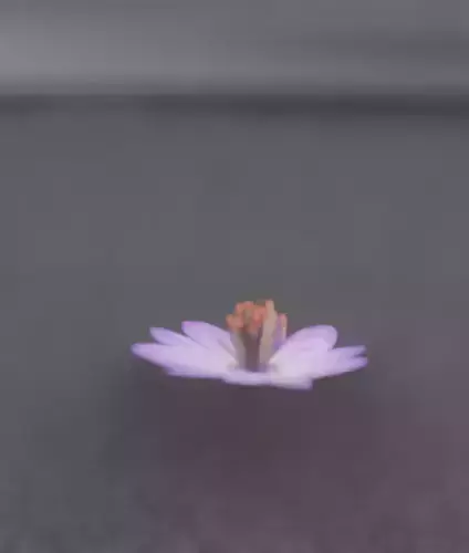 Violet Flower Blossom Version 7 - Object 34 Low-poly 3D model Violet Flower Blossom Version 7 - Object 34 Low-poly 3D model