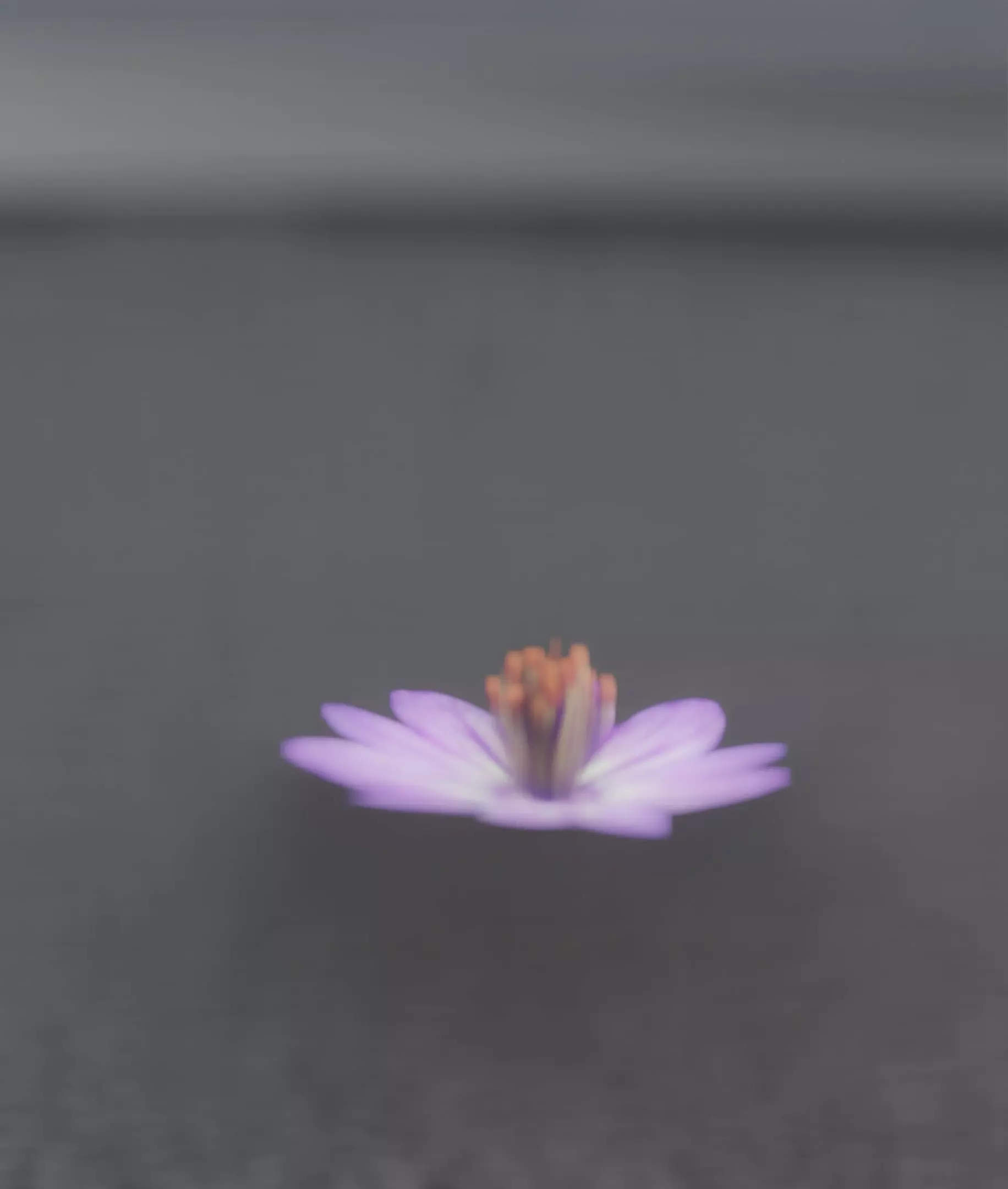 Violet Flower Blossom Version 7 - Object 34 Low-poly 3D model_0