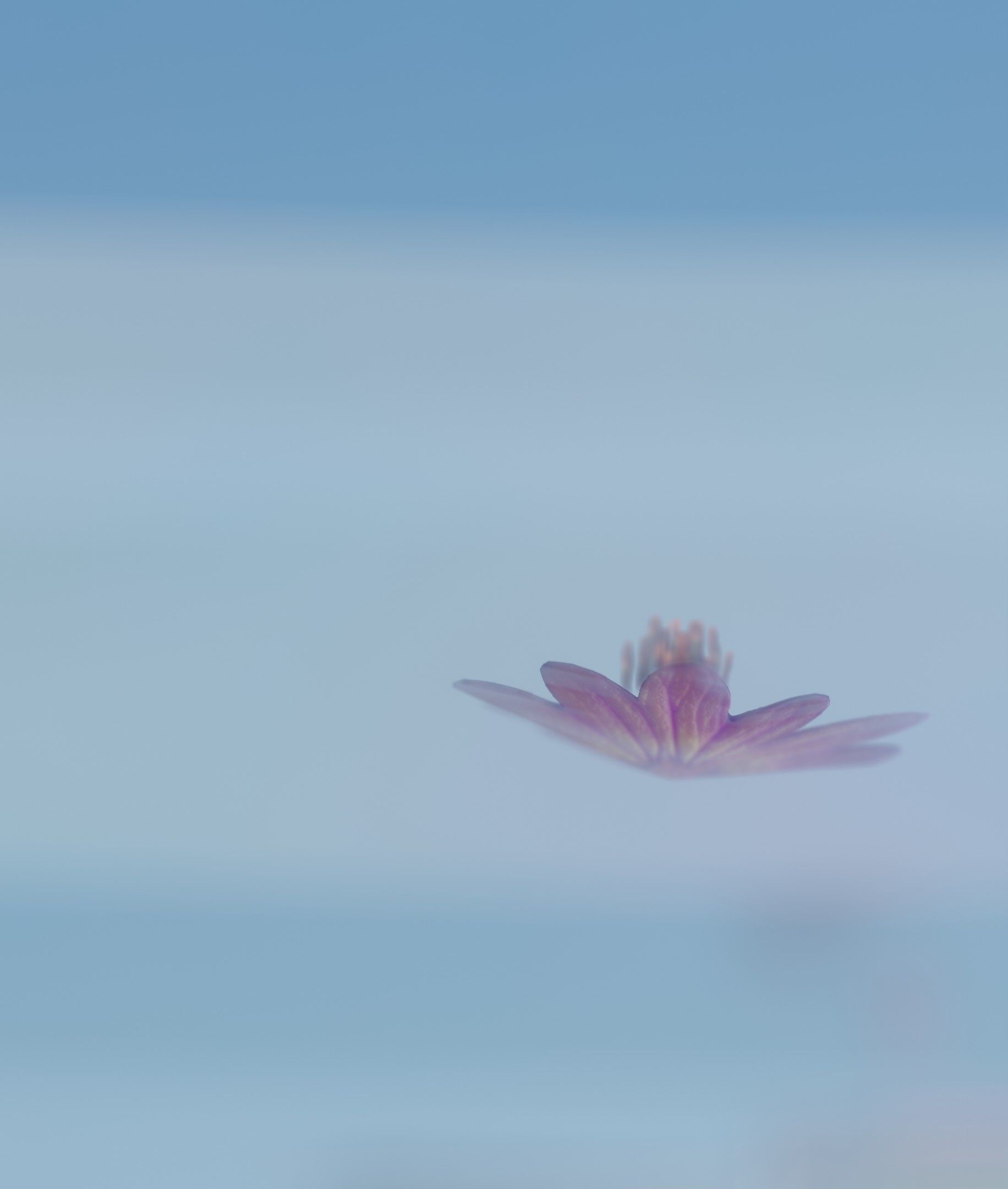 Violet Flower Blossom Version 7 - Object 34 Low-poly 3D model_30