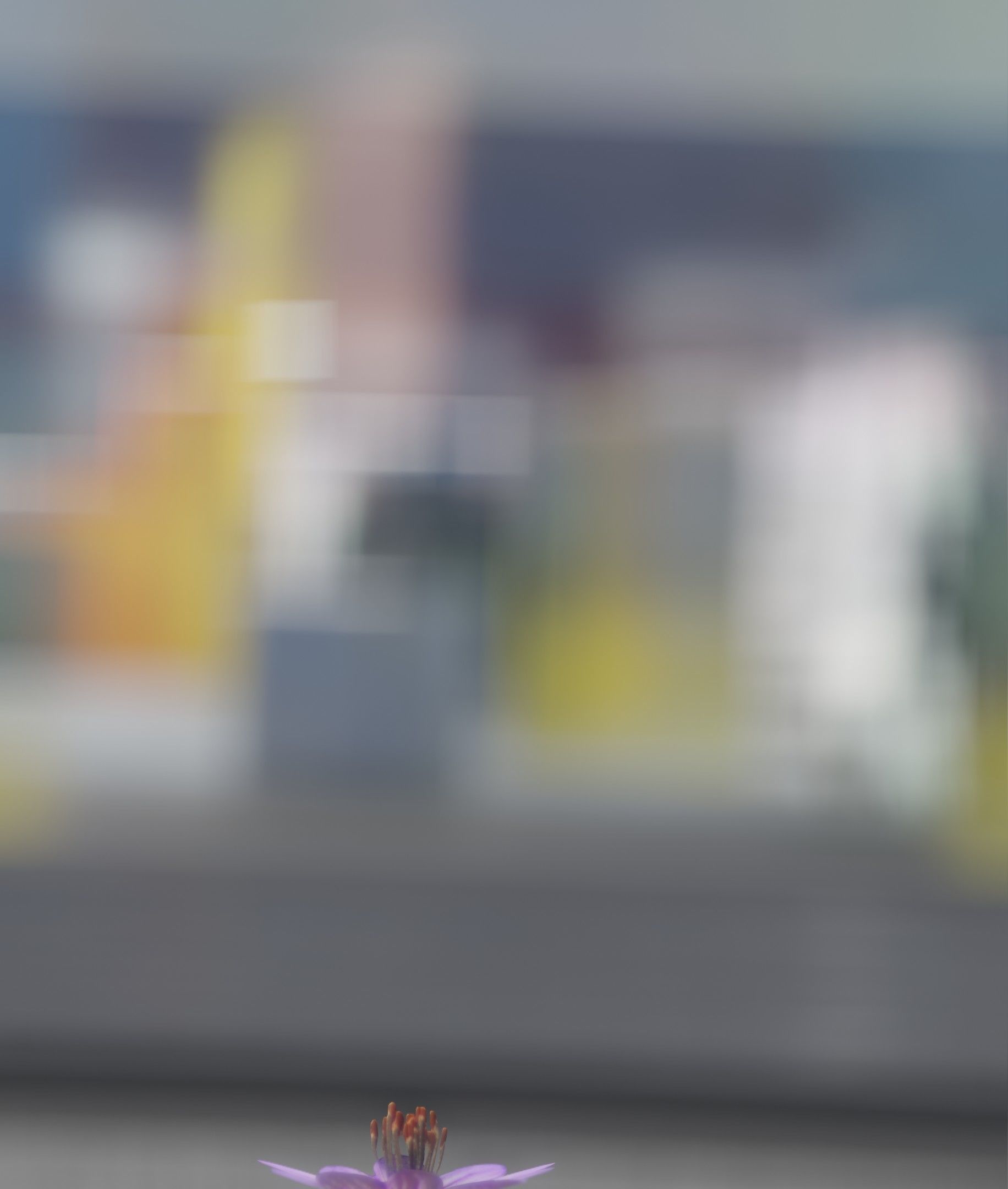 Violet Flower Blossom Version 7 - Object 34 Low-poly 3D model_14