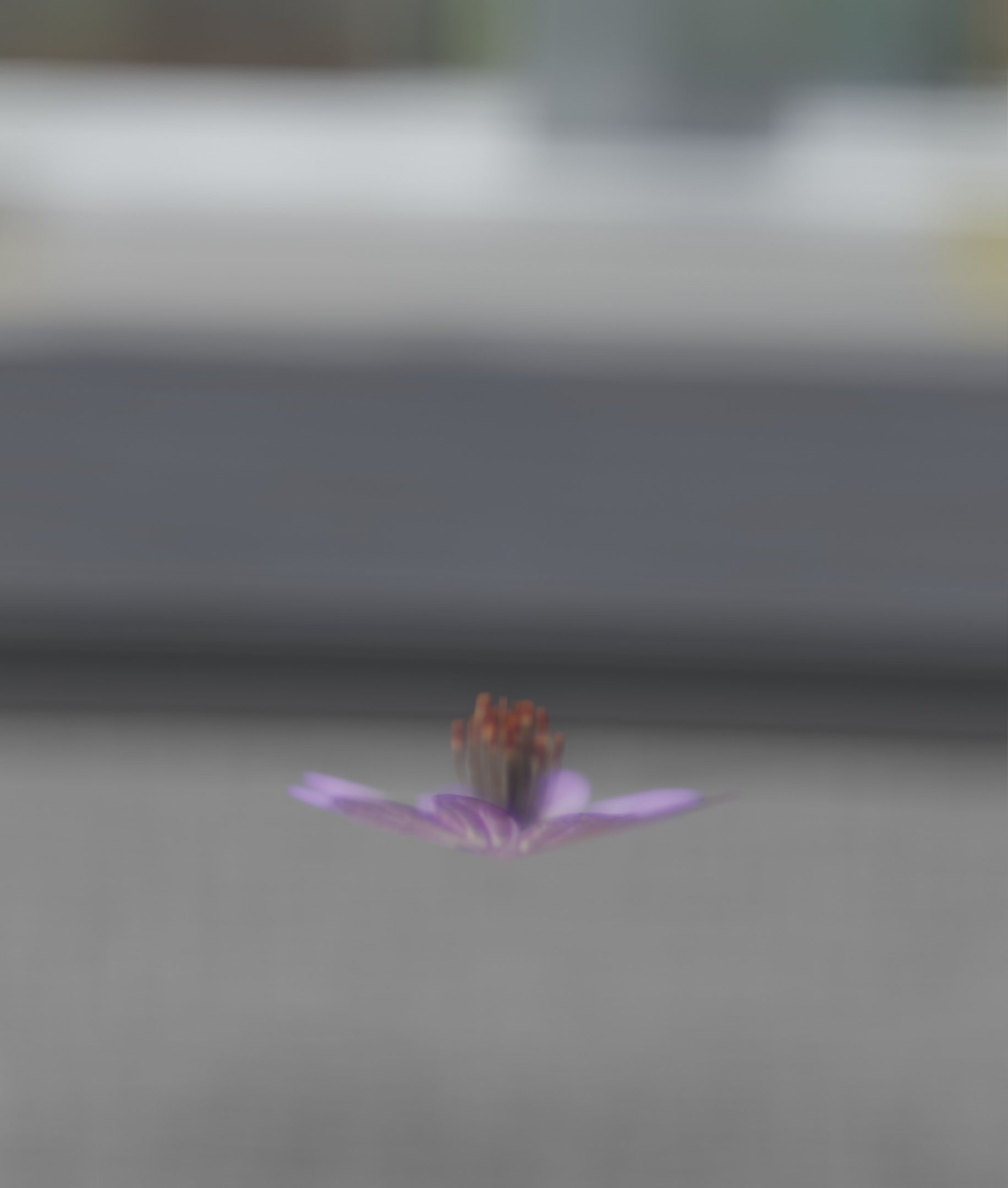 Violet Flower Blossom Version 7 - Object 34 Low-poly 3D model_26