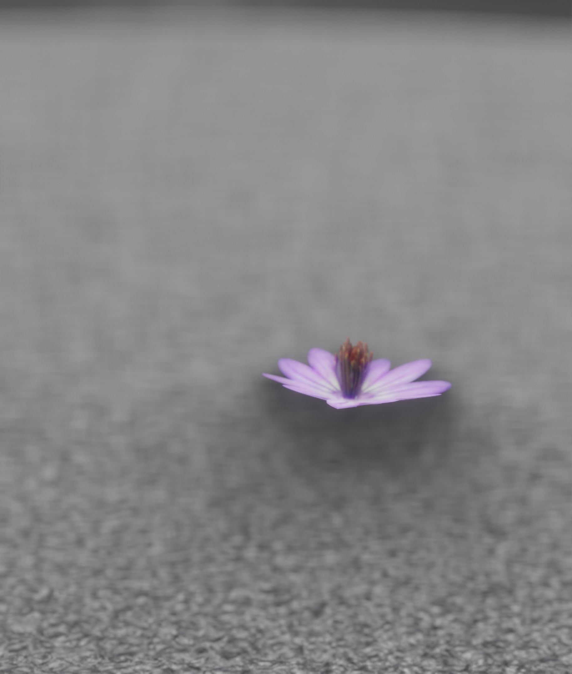 Violet Flower Blossom Version 7 - Object 34 Low-poly 3D model_16