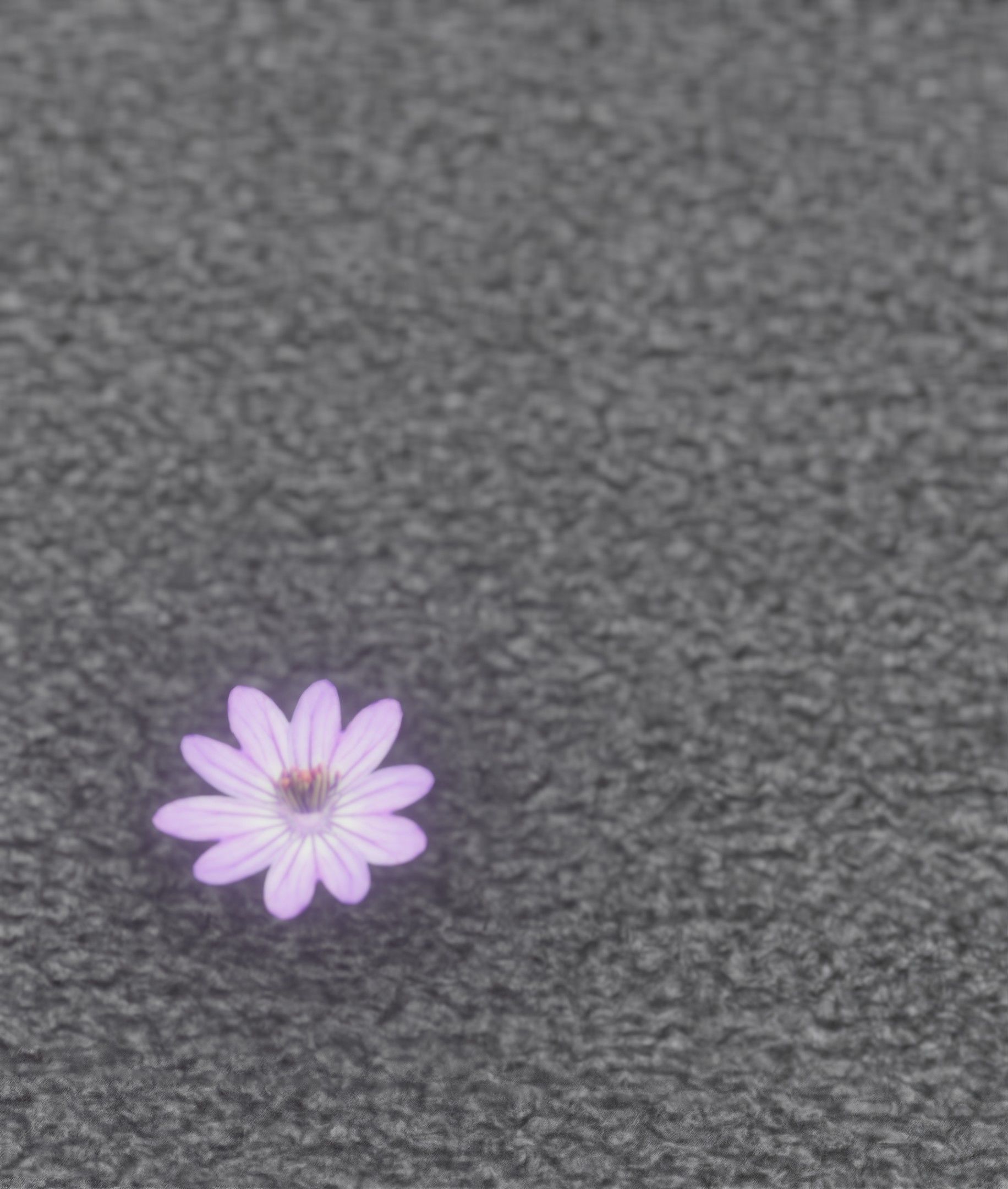 Violet Flower Blossom Version 7 - Object 34 Low-poly 3D model_36