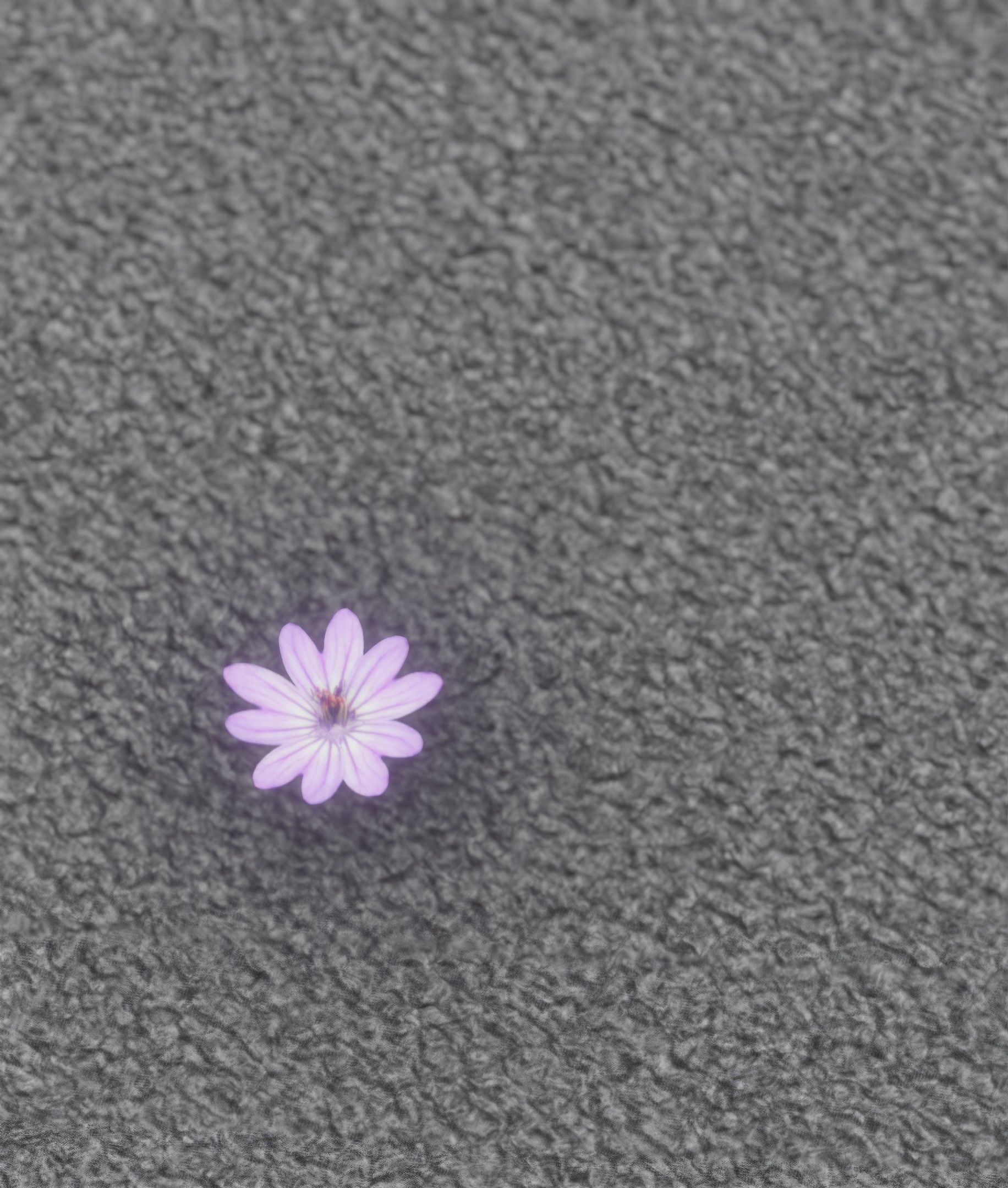 Violet Flower Blossom Version 7 - Object 34 Low-poly 3D model_38