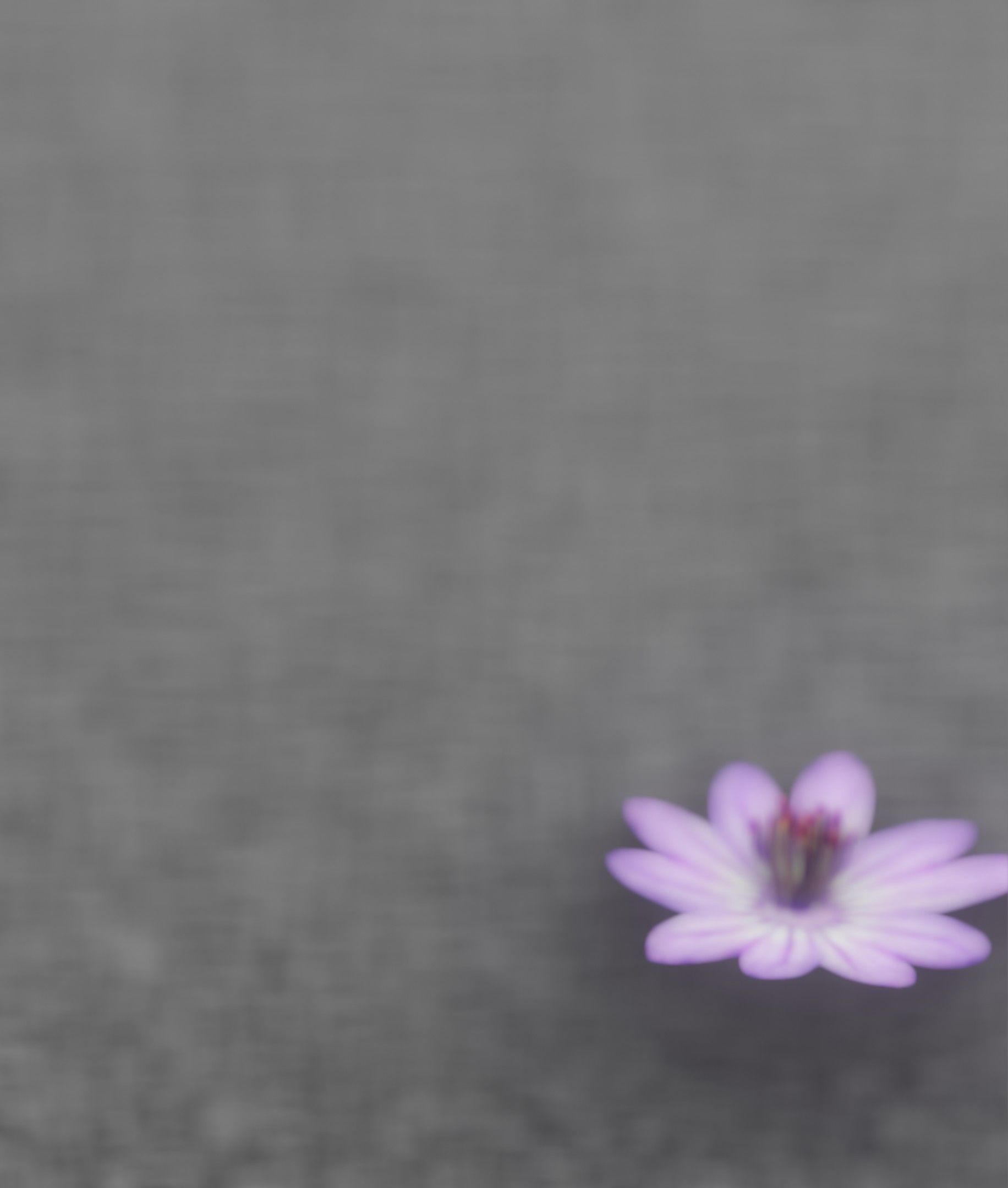 Violet Flower Blossom Version 7 - Object 34 Low-poly 3D model_46