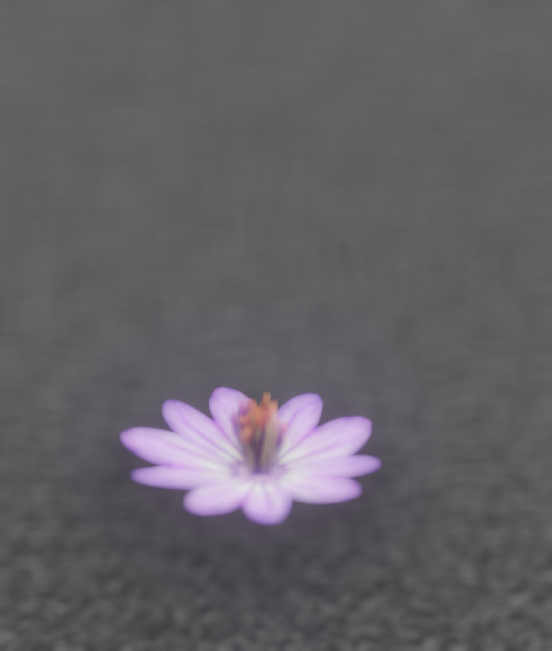 Violet Flower Blossom Version 7 - Object 34 Low-poly 3D model_33