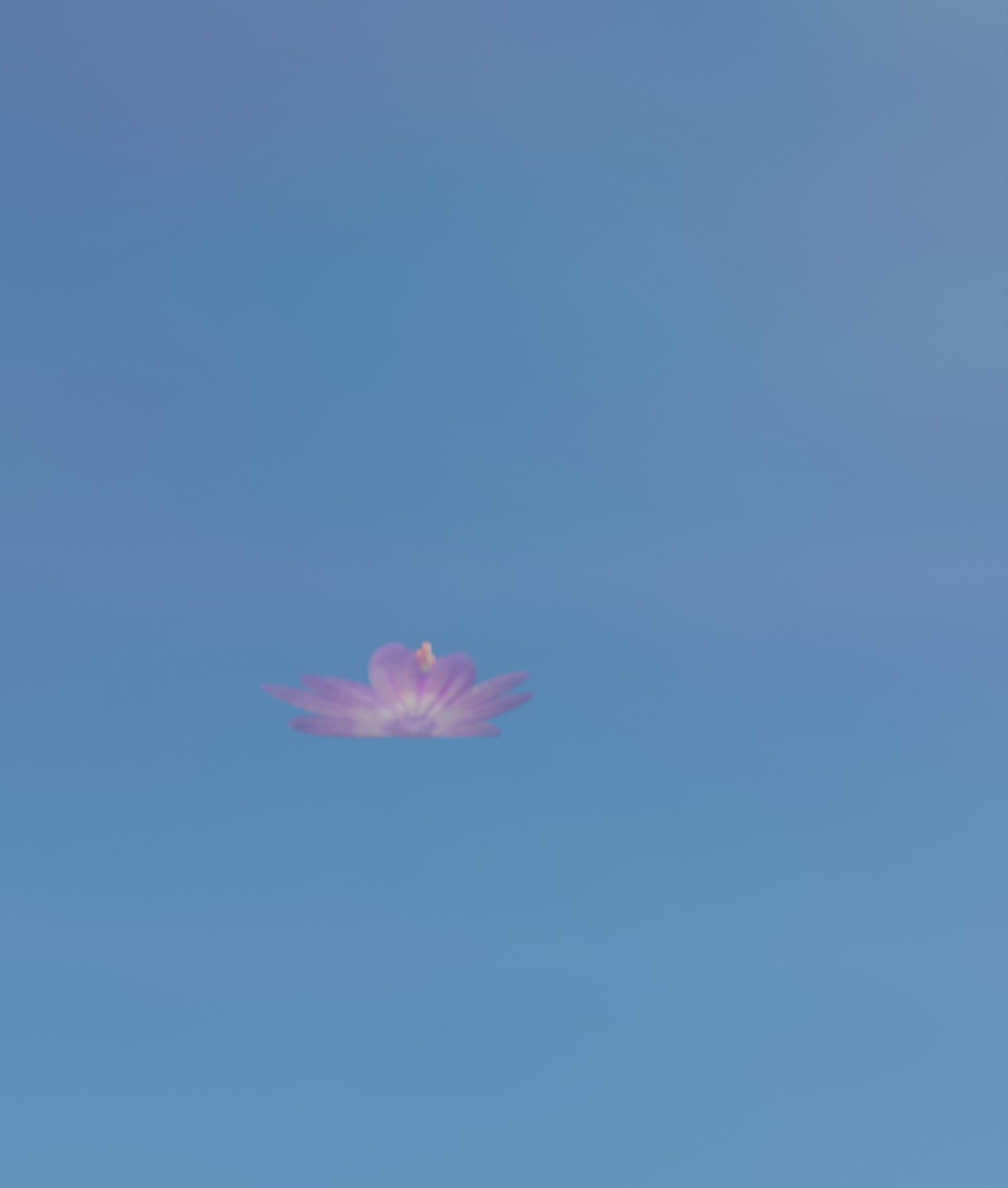 Violet Flower Blossom Version 7 - Object 34 Low-poly 3D model_10