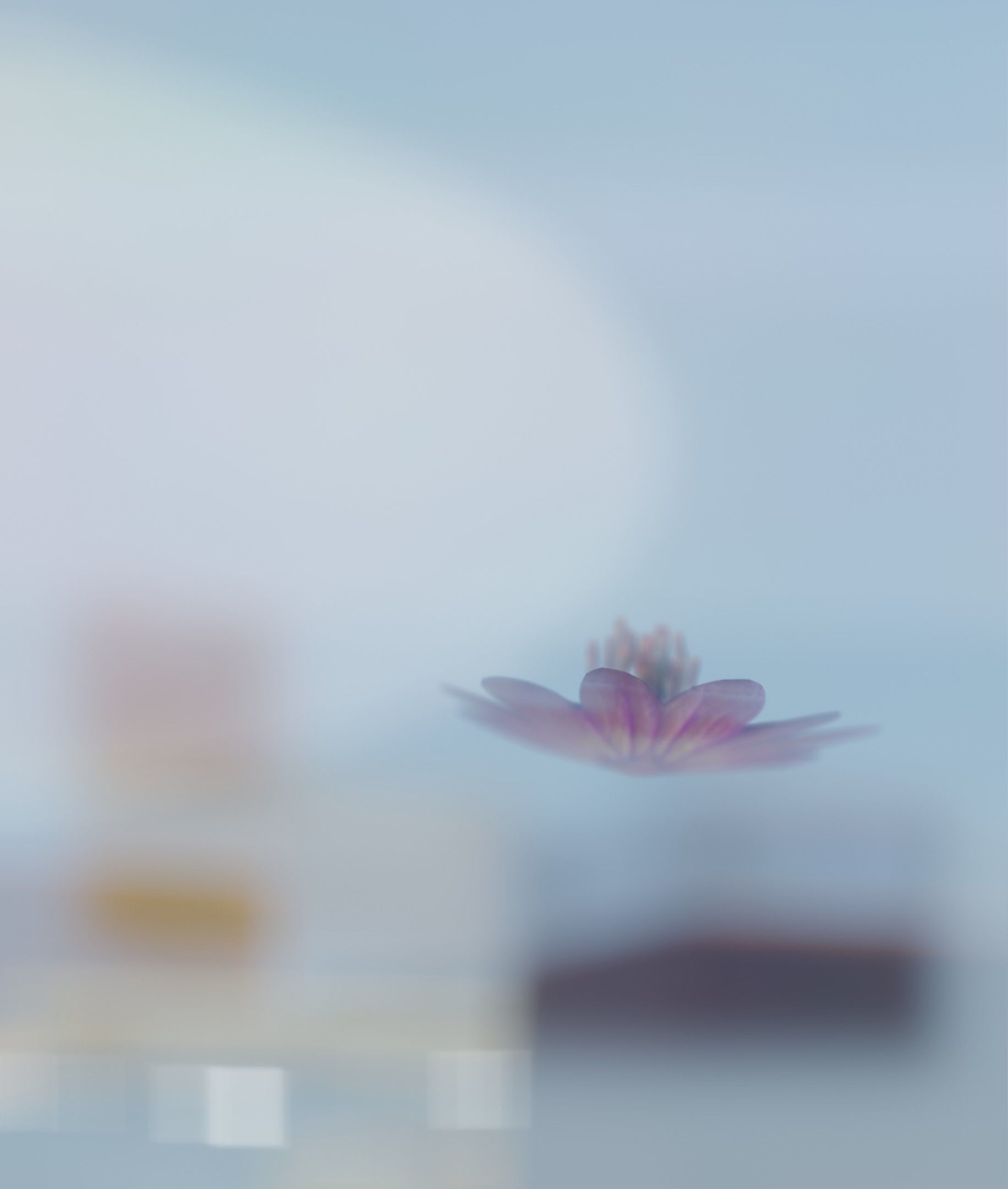 Violet Flower Blossom Version 7 - Object 34 Low-poly 3D model_29