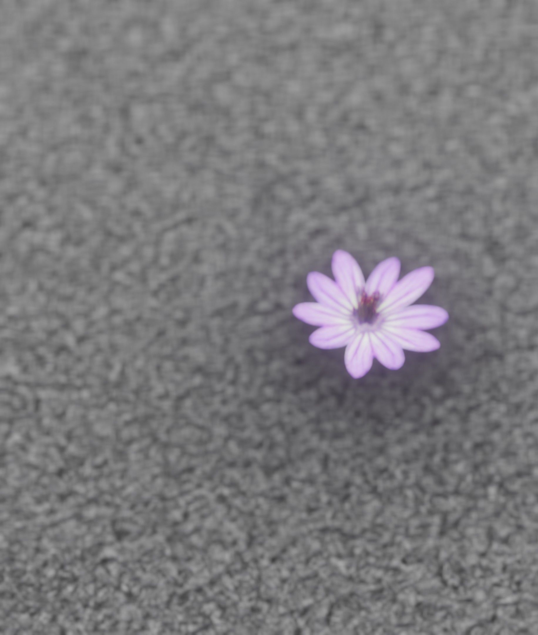 Violet Flower Blossom Version 7 - Object 34 Low-poly 3D model_44