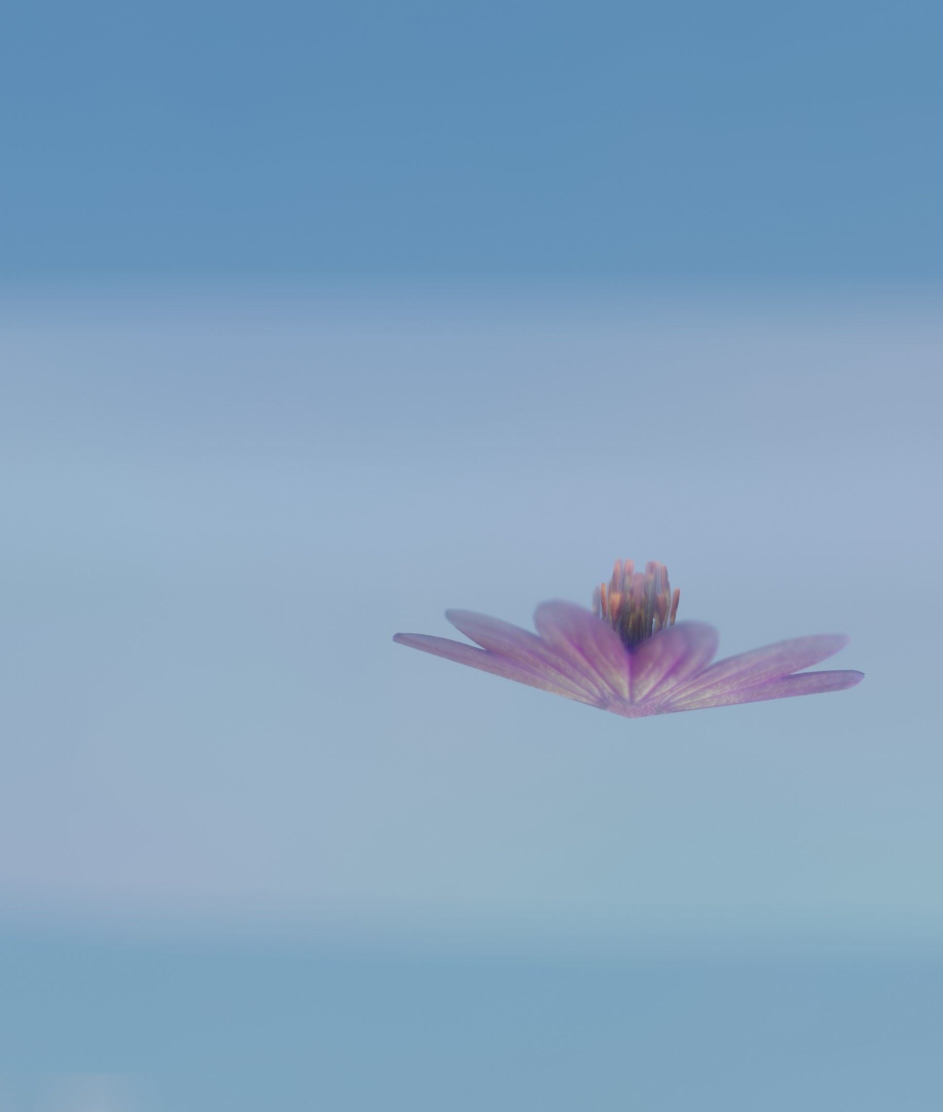 Violet Flower Blossom Version 7 - Object 34 Low-poly 3D model_4