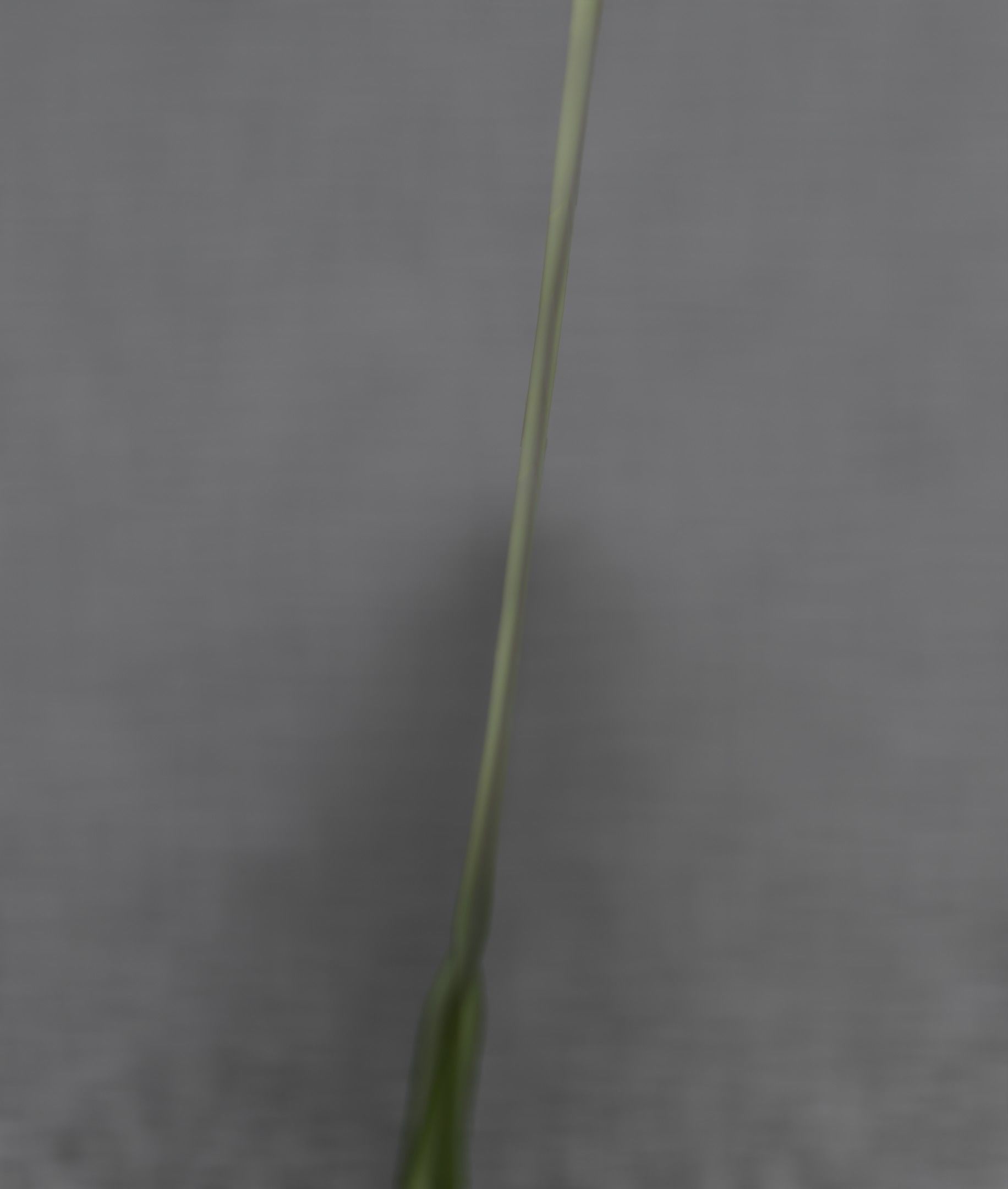 Blue Flower - Verion 5 - Object 35 Low-poly 3D model_41