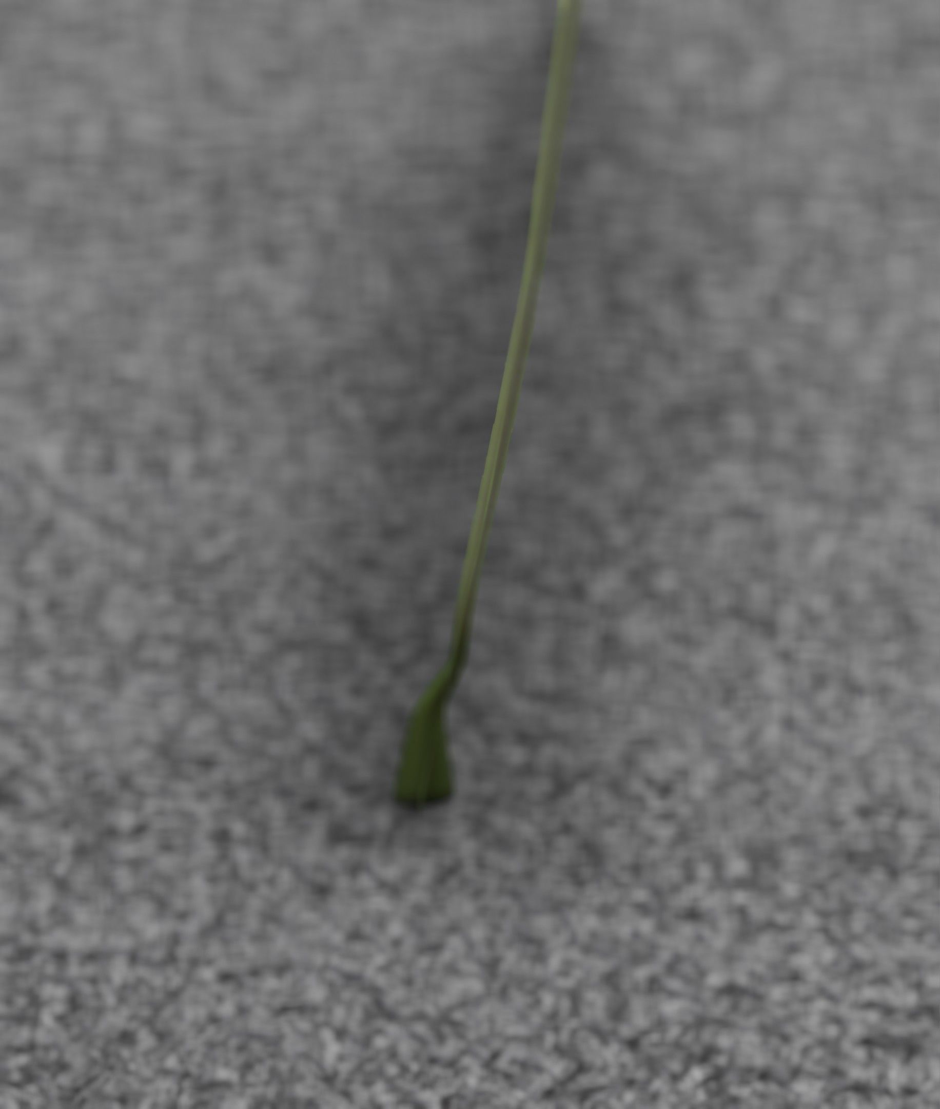 Blue Flower - Verion 5 - Object 35 Low-poly 3D model_14