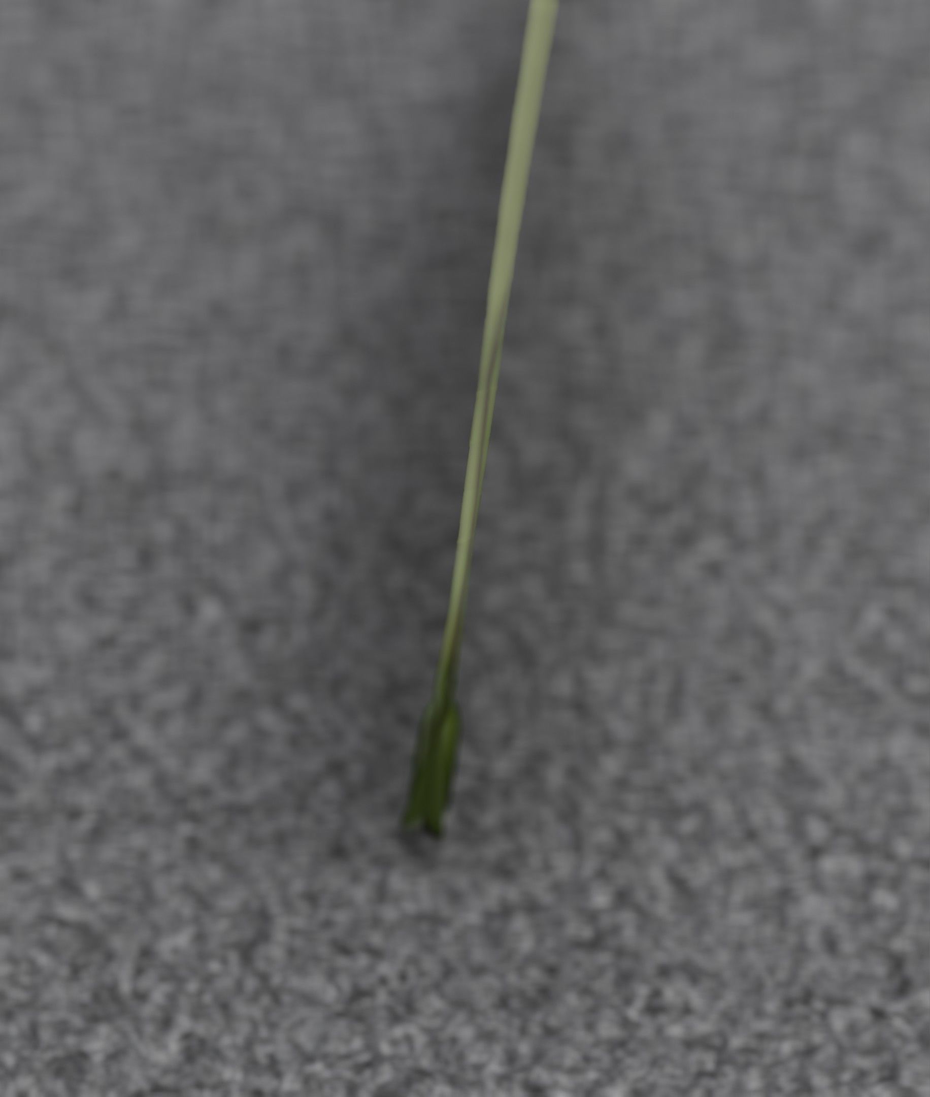 Blue Flower - Verion 5 - Object 35 Low-poly 3D model_28