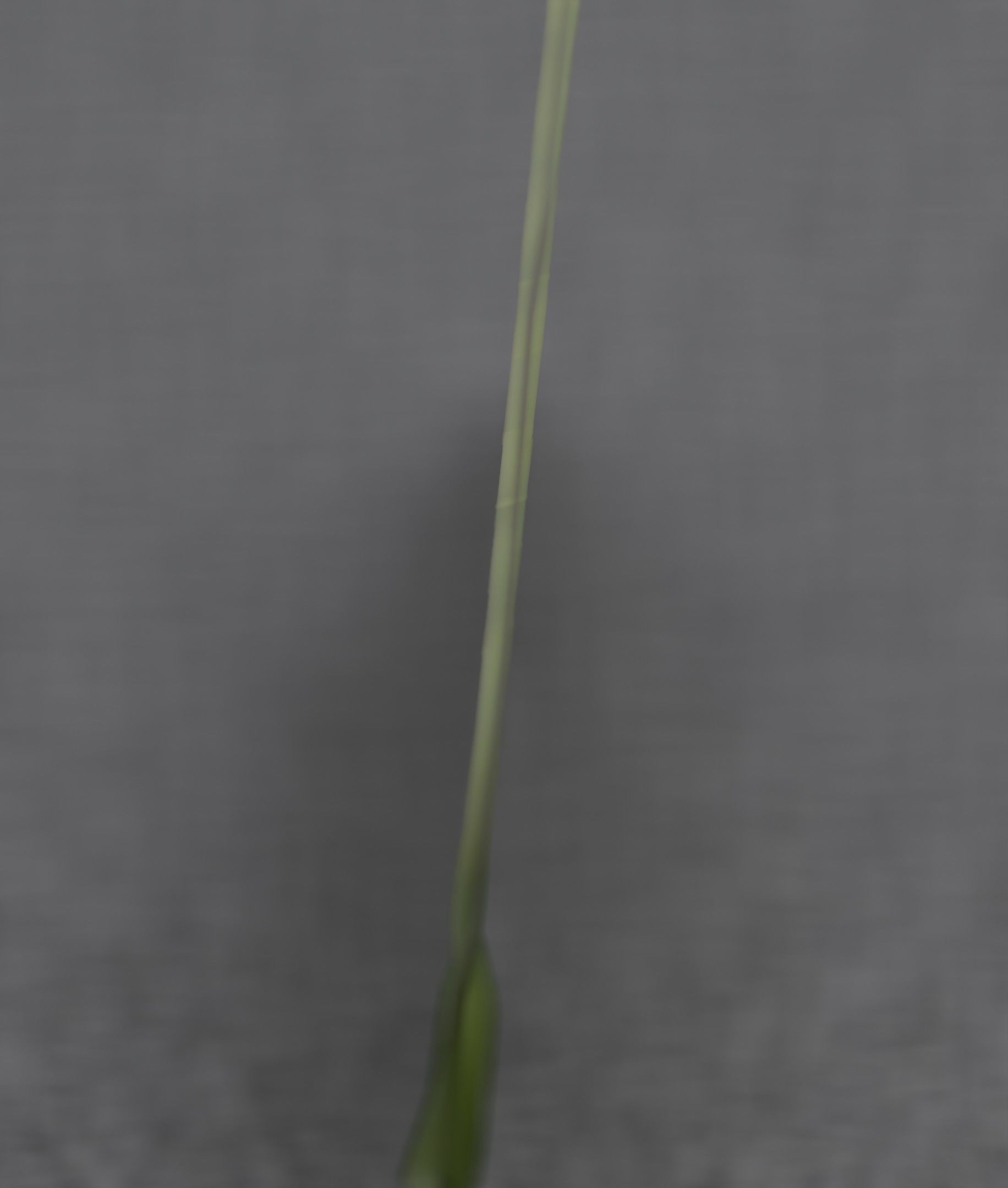 Blue Flower - Verion 5 - Object 35 Low-poly 3D model_42