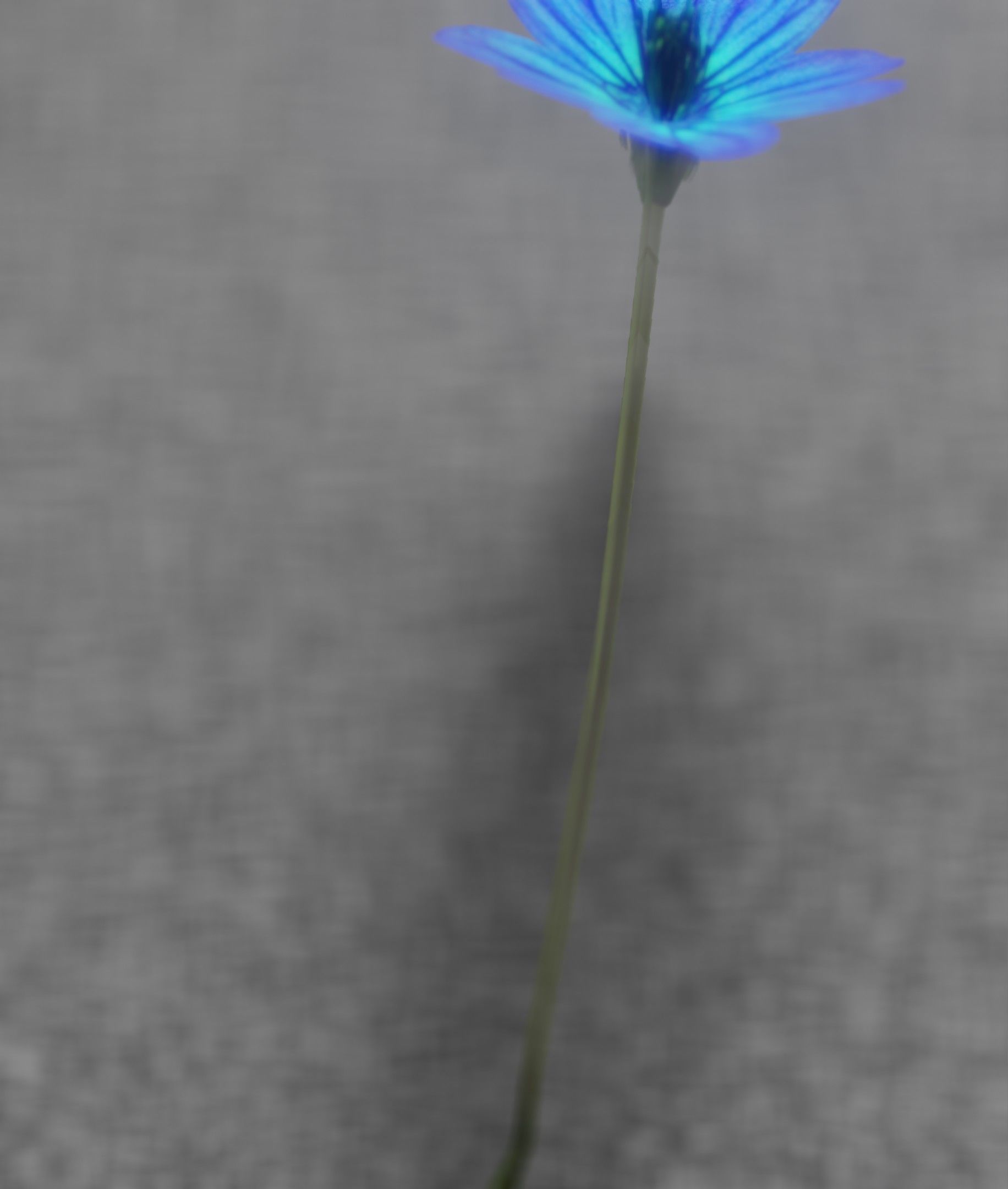 Blue Flower - Verion 5 - Object 35 Low-poly 3D model_27