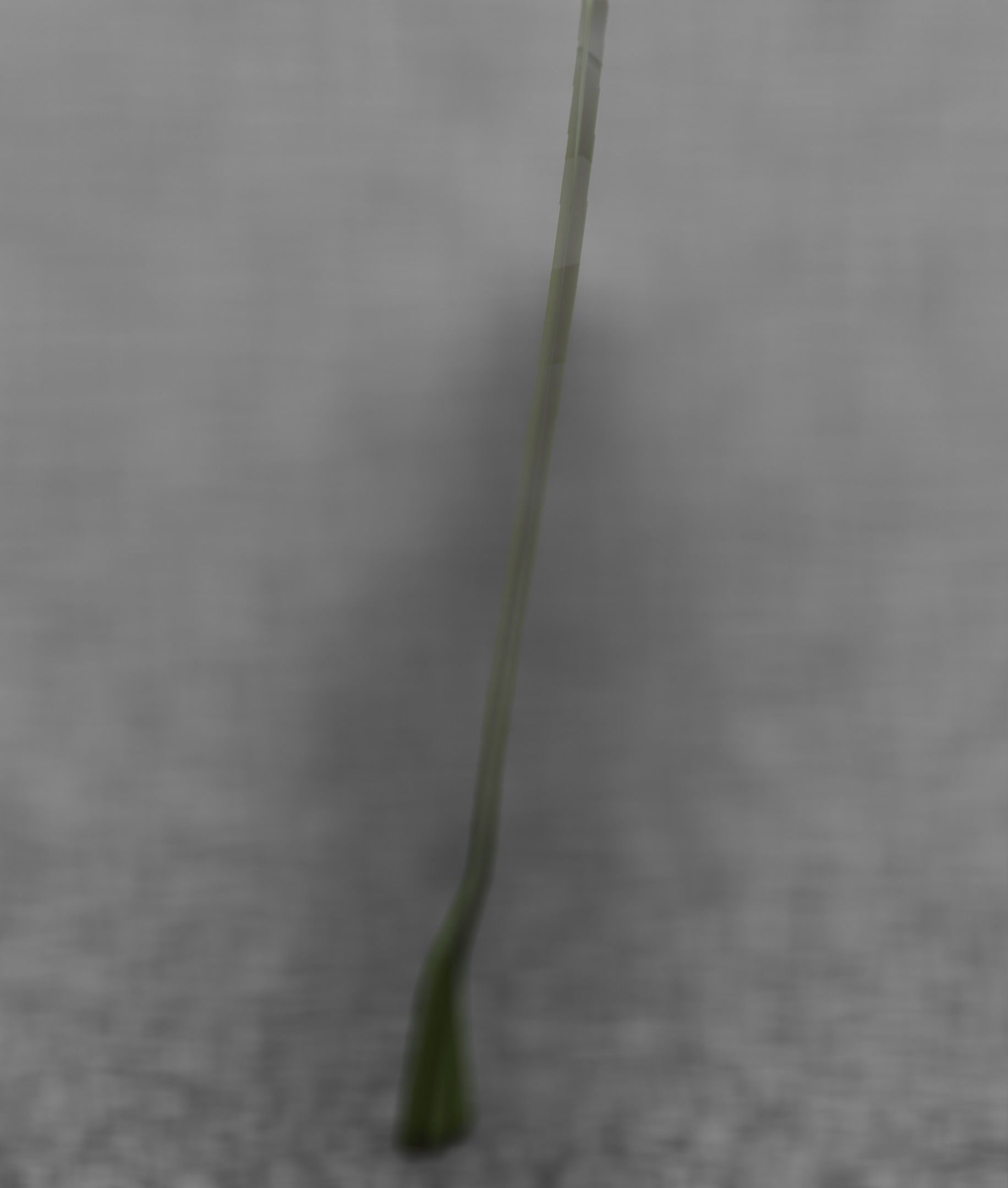 Blue Flower - Verion 5 - Object 35 Low-poly 3D model_38