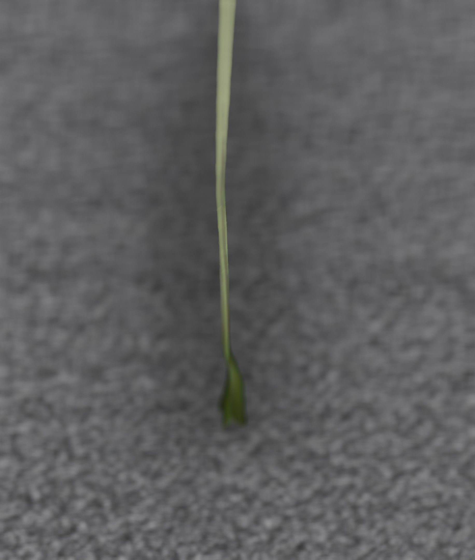 Blue Flower - Verion 5 - Object 35 Low-poly 3D model_45