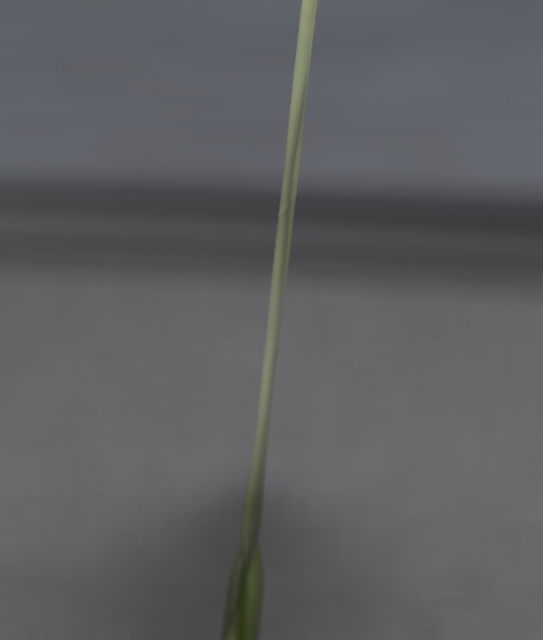 Blue Flower - Verion 5 - Object 35 Low-poly 3D model_48