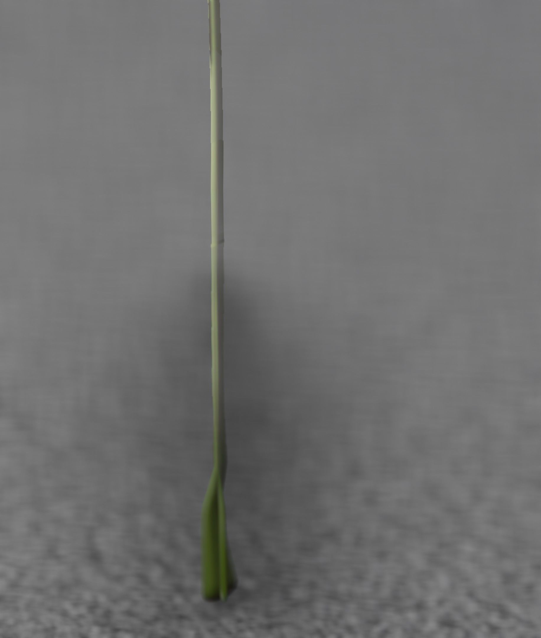 Blue Flower - Verion 5 - Object 35 Low-poly 3D model_23