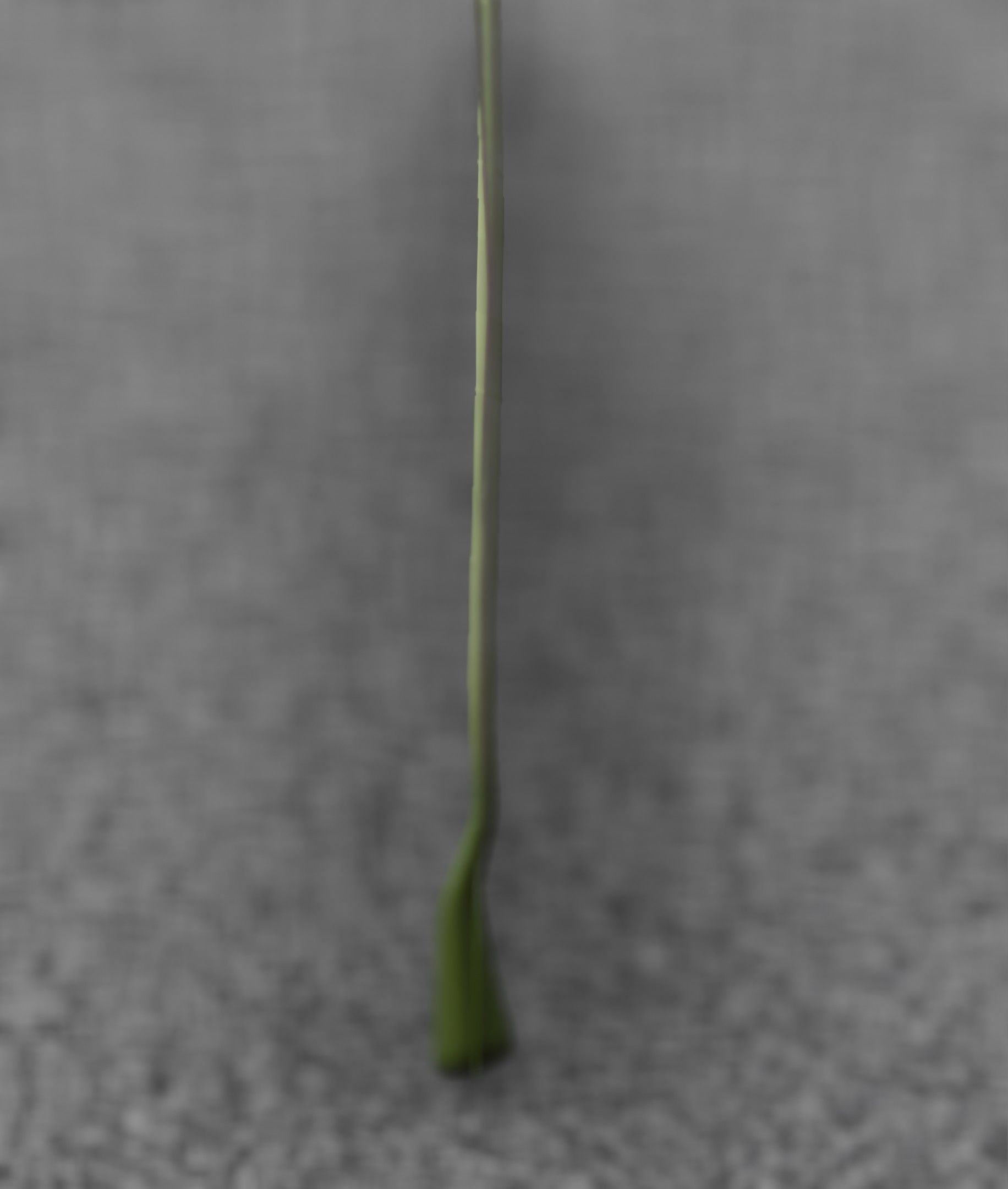 Blue Flower - Verion 5 - Object 35 Low-poly 3D model_35