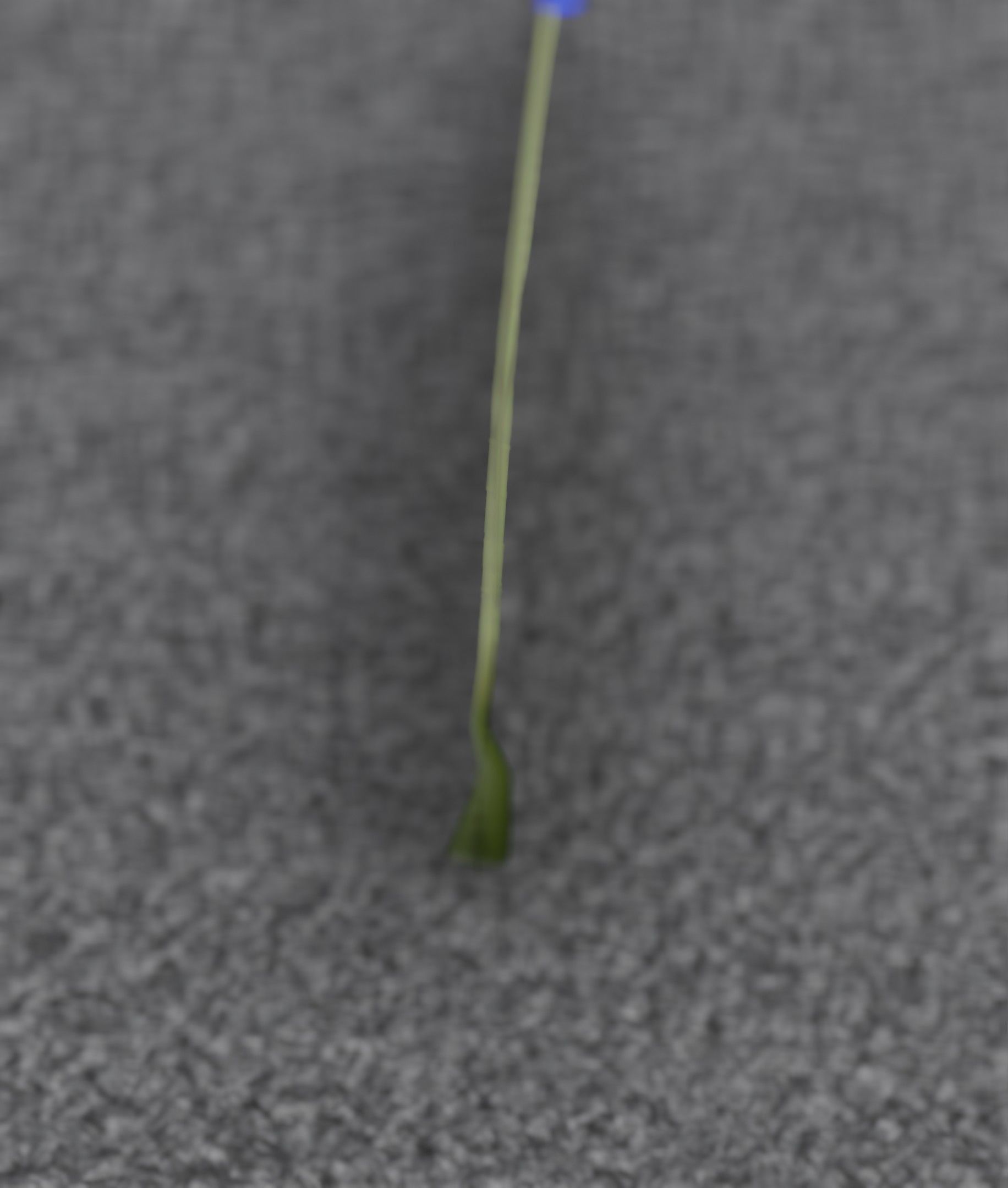 Blue Flower - Verion 5 - Object 35 Low-poly 3D model_29