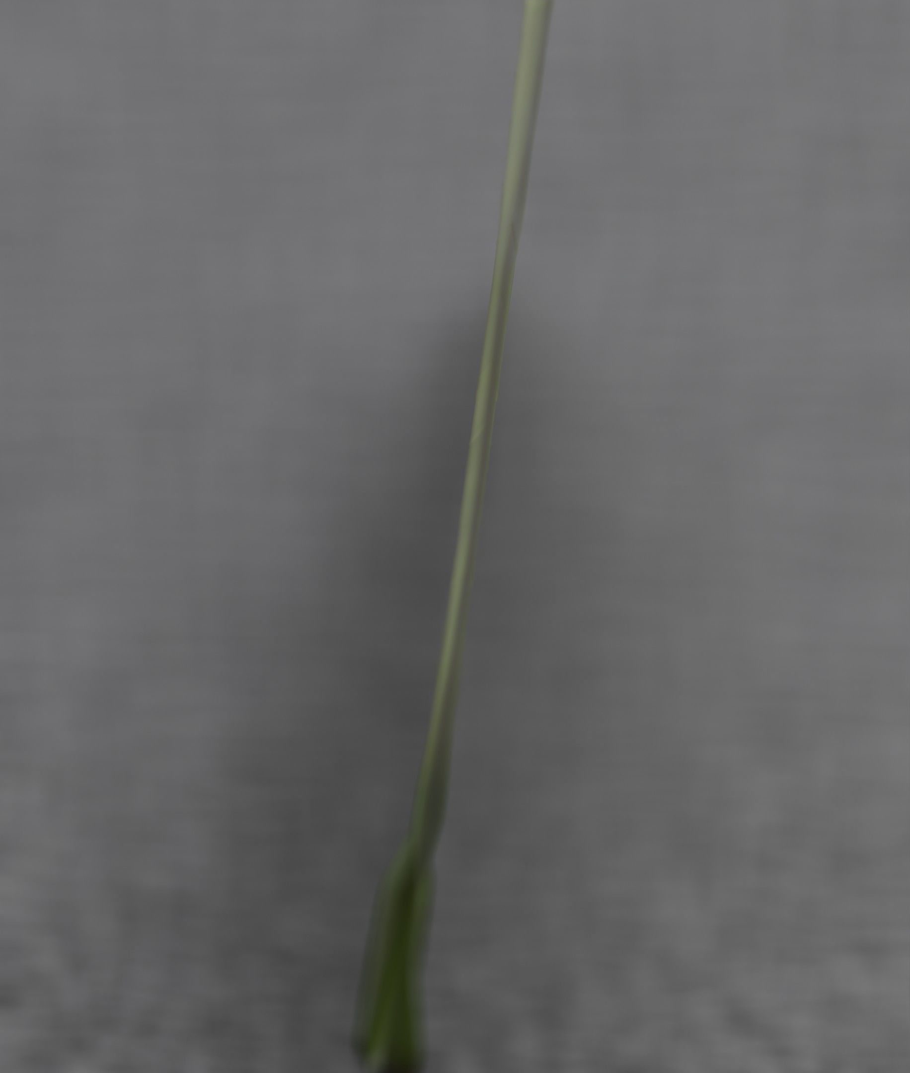 Blue Flower - Verion 5 - Object 35 Low-poly 3D model_47