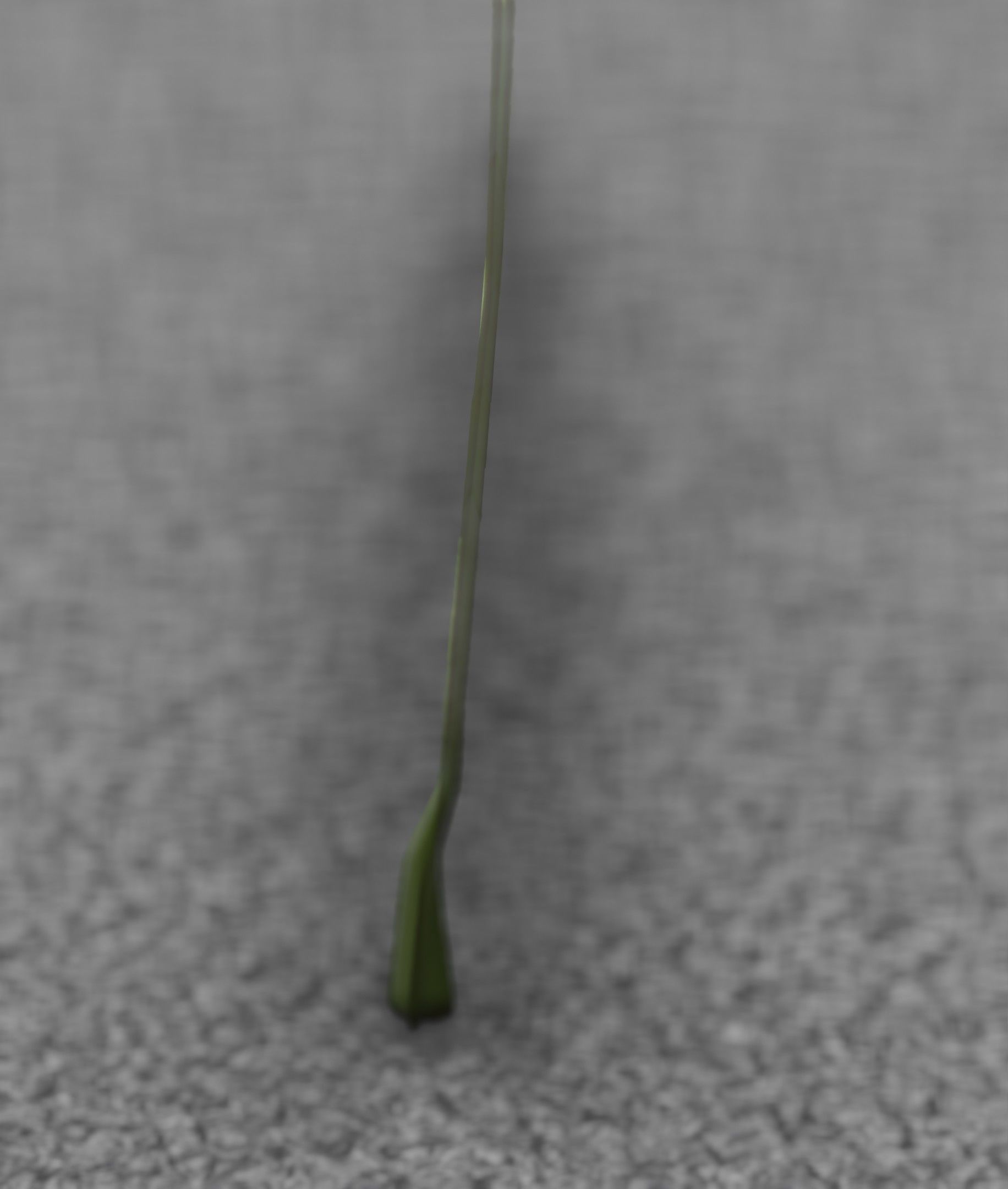 Blue Flower - Verion 5 - Object 35 Low-poly 3D model_25